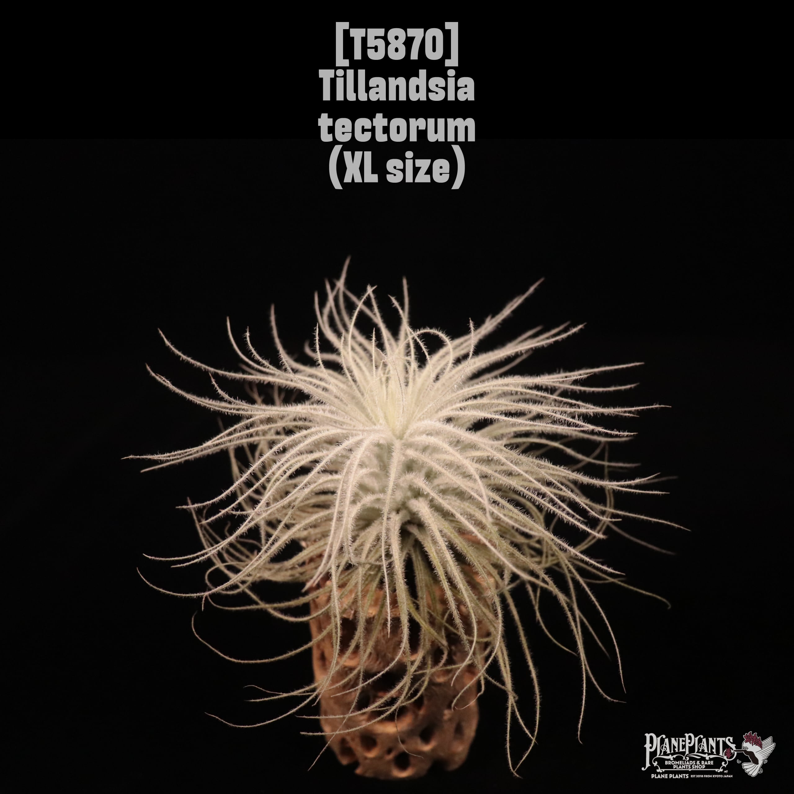 Tillandsia tectorum XL〔ティランジア〕現品発送T5870