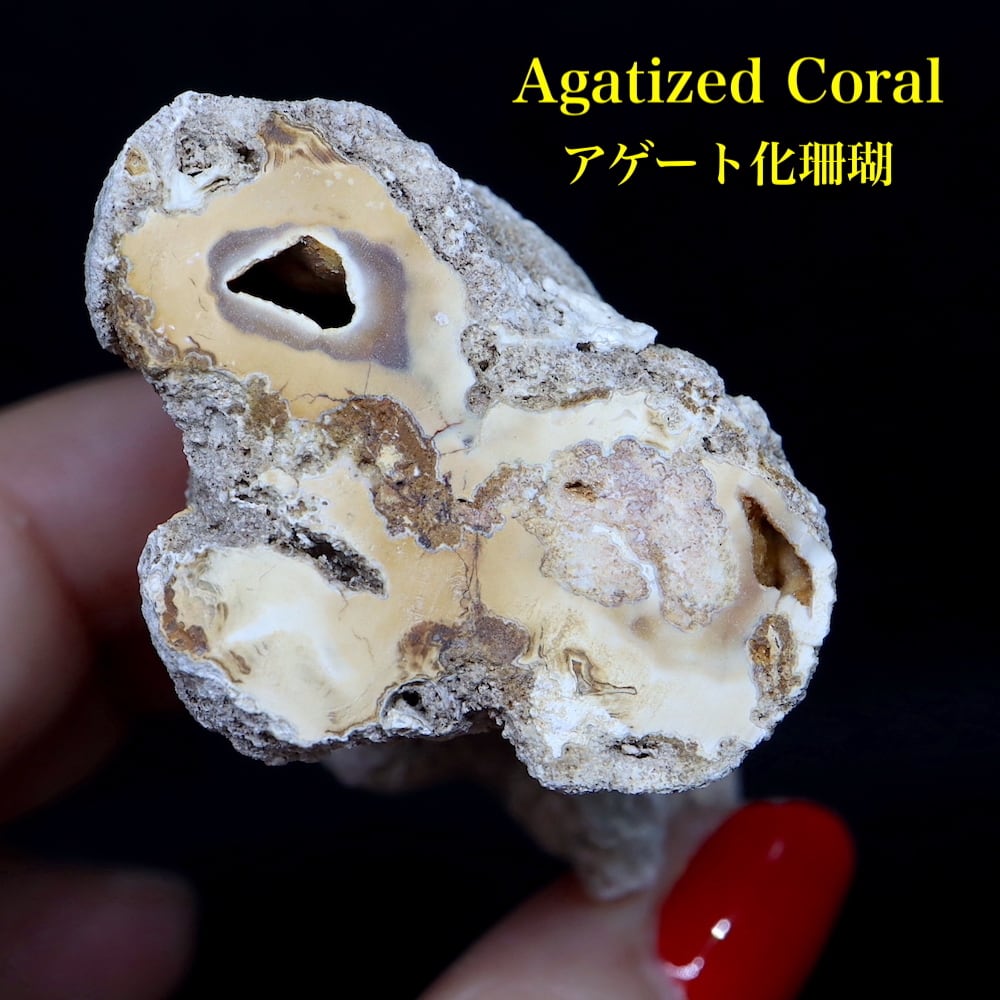フロリダ産 コーラルアゲート 瑪瑙 珊瑚 159,6g AG274 原石 天然石
