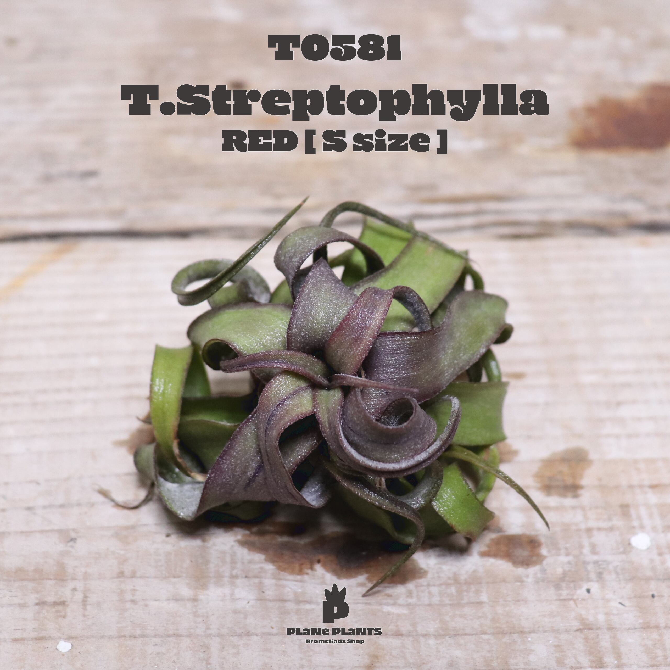 【reserved】ストレプトフィラ S -RED-〔エアプランツ〕現品発送T0581