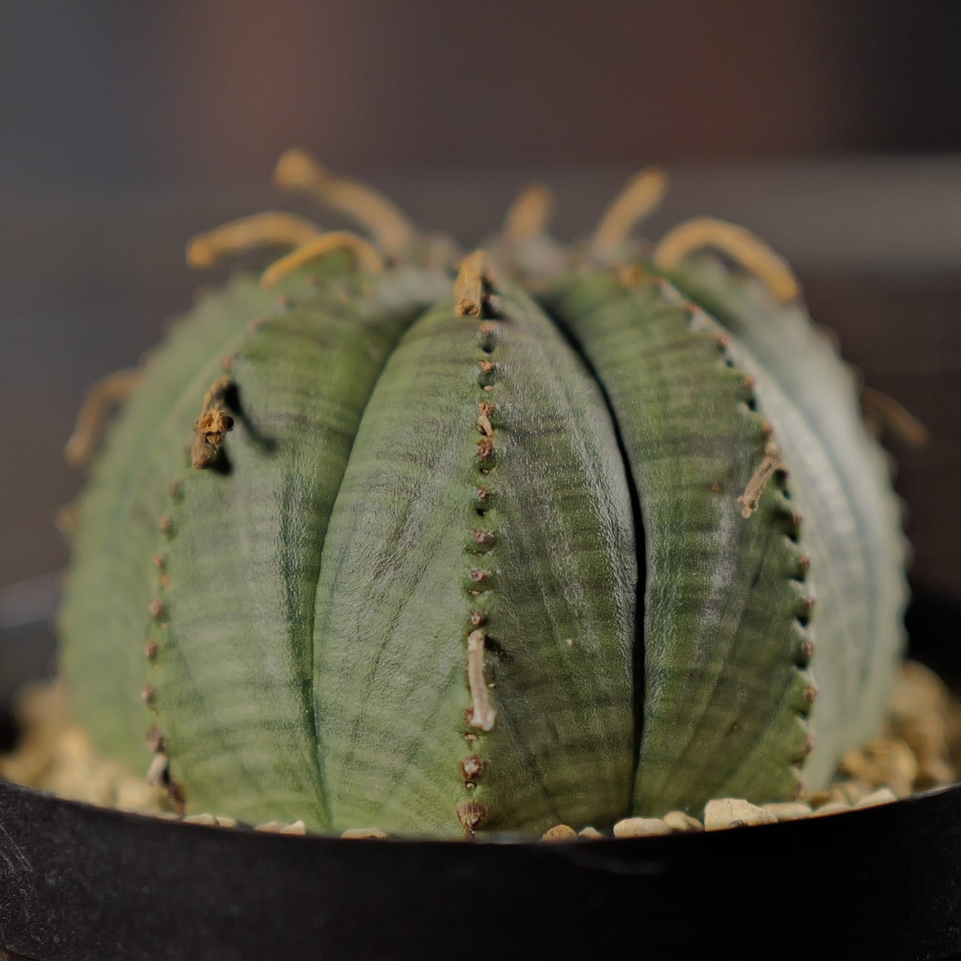 メス株 まん丸 扁平 オベサ / ユーフォルビア | LIGHTHOUSE.PLANTS