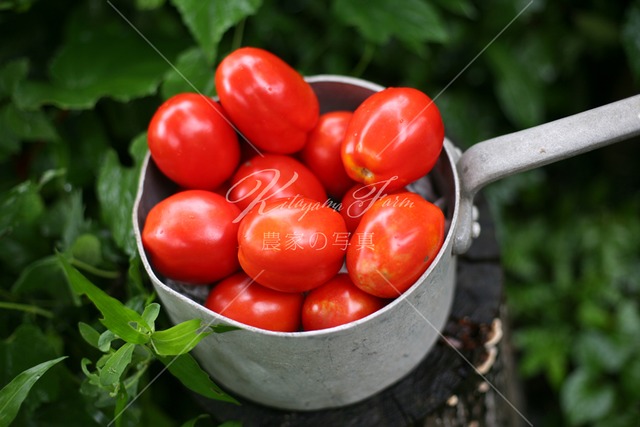 309 完熟トマト集合