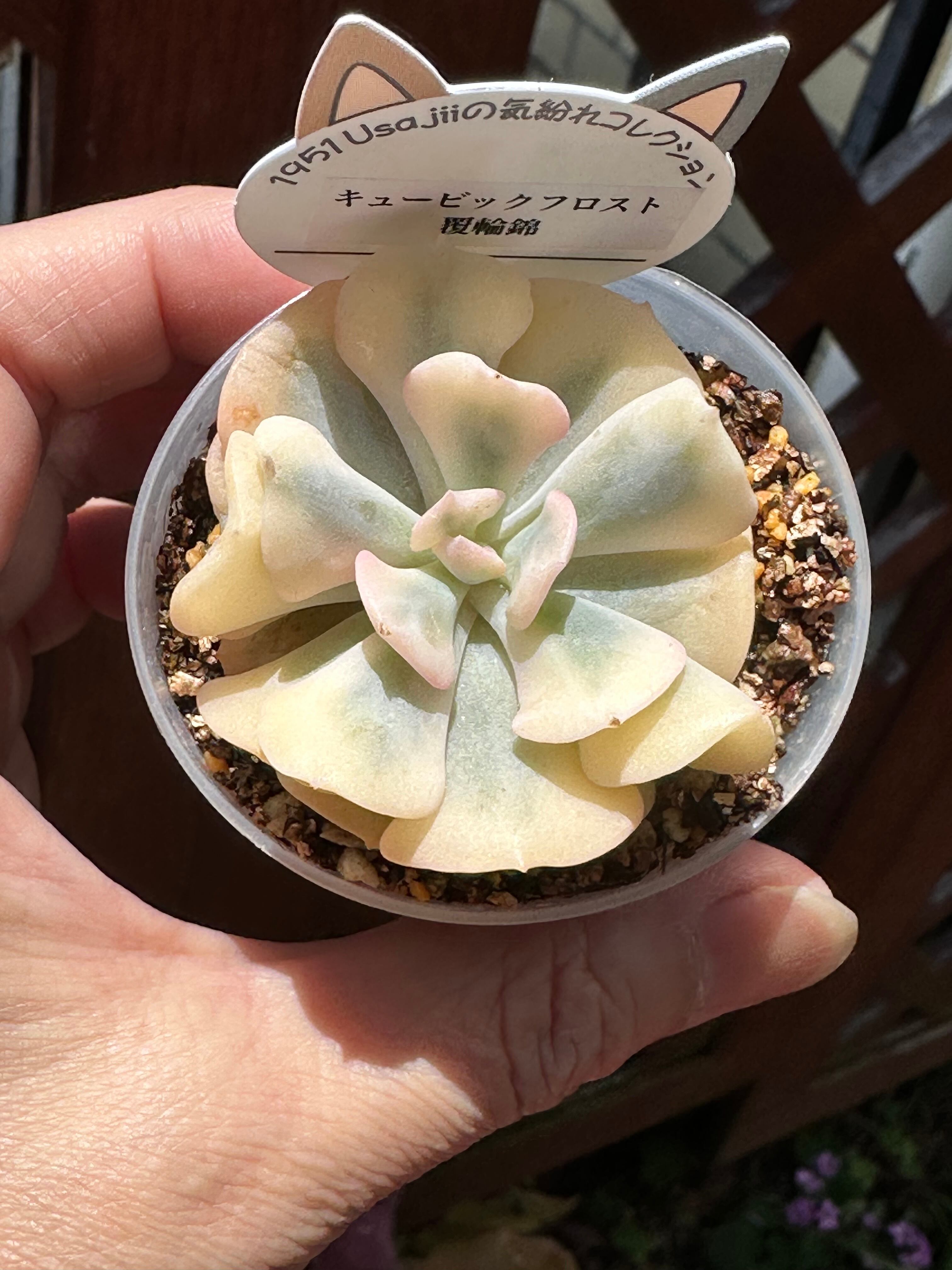 32#多肉植物アエオニウム錦❤️孔雀白錦❤️1大頭16cm拔き苗： 多肉植物 アエオニウム 孔雀白錦 美苗 #孔3 | PAY ID