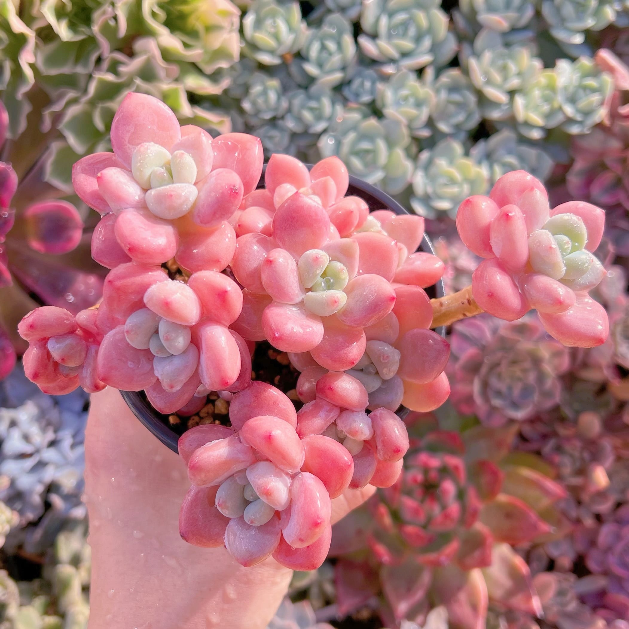 現品　マカロン#225　るる農園