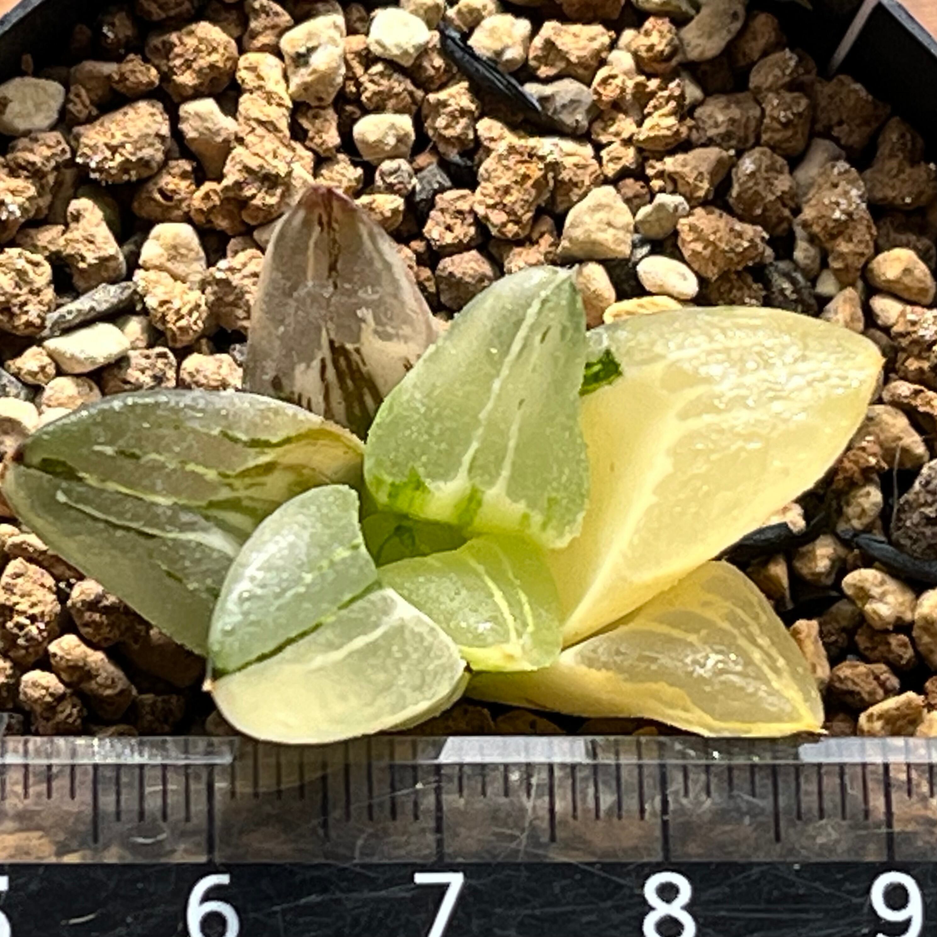 ハオルチア ピグマエアミュータント錦 | mocono_plants