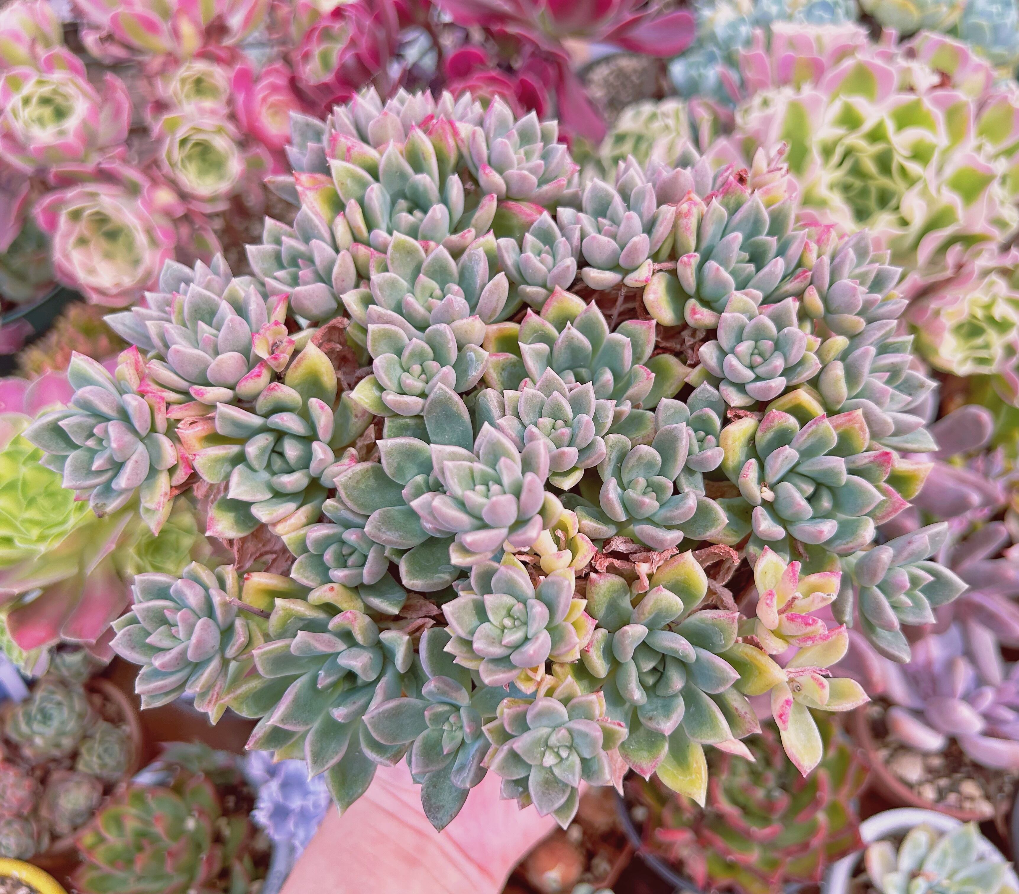 052現物 多肉植物 アルジェ 特大 抜き苗 | るる農園~多肉植物専門