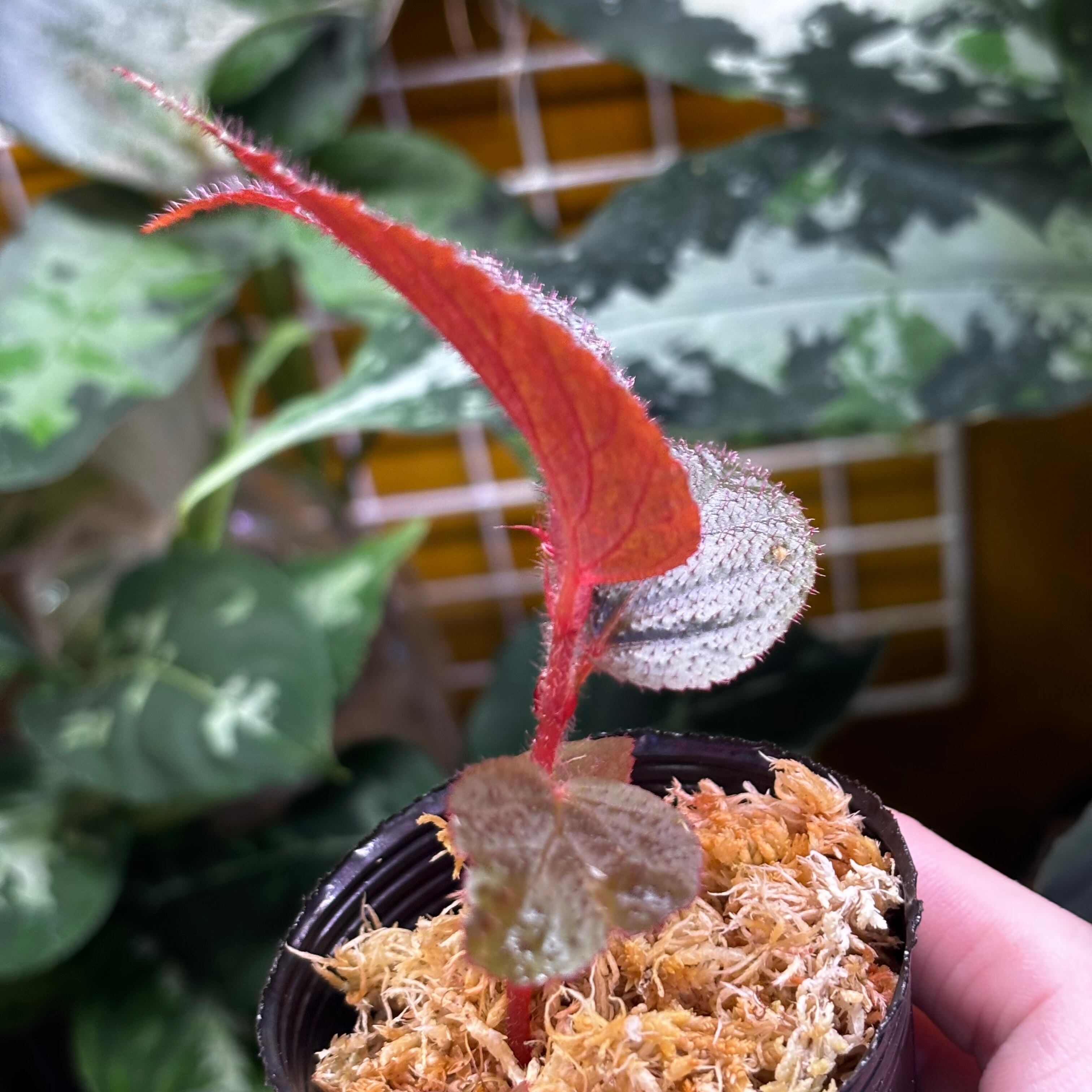 Begonia sp. Jambi ① | 熱帯雨林植物専門店 トイ吉園芸
