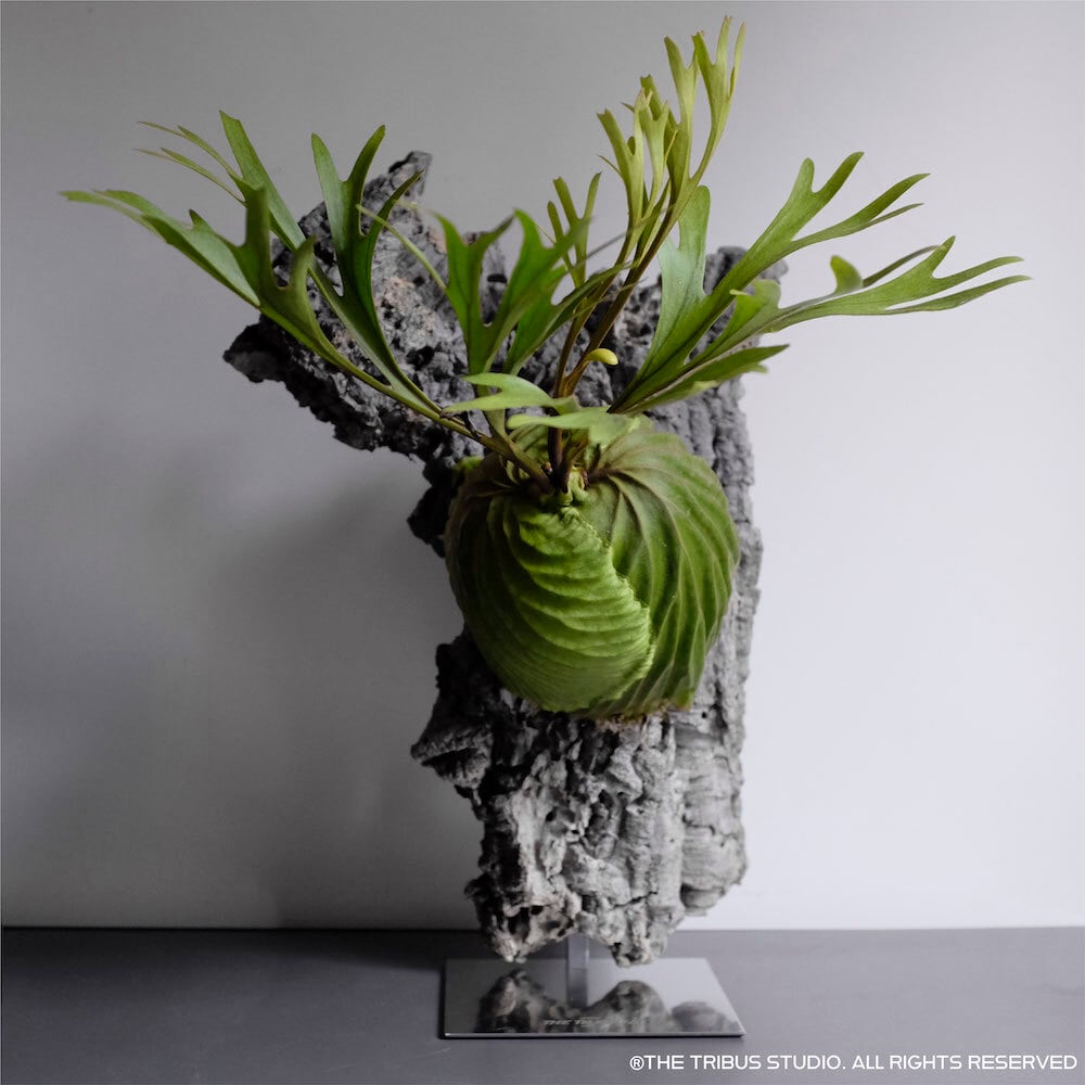 ビカクシダスタンド No.2(スタンドのみ) 楽天市場】PLANT STAND