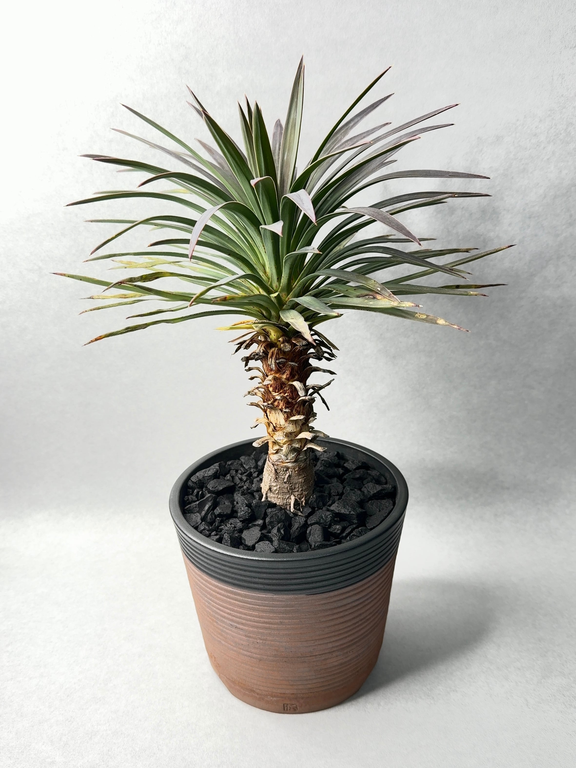 化粧石 Cosmetic Stone] I tried placing it on agave to see what effect it