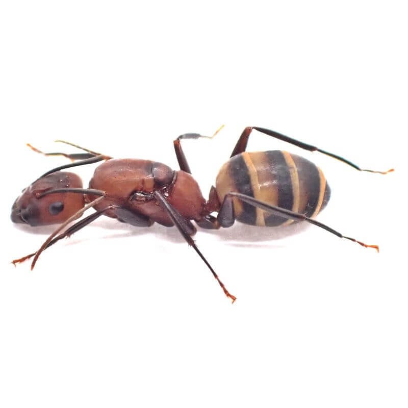 ハーベラーオオアリ｜女王｜コロニー｜Camponotus habereri | あり巣