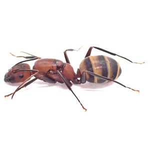 ハーベラーオオアリ｜女王｜コロニー｜Camponotus habereri