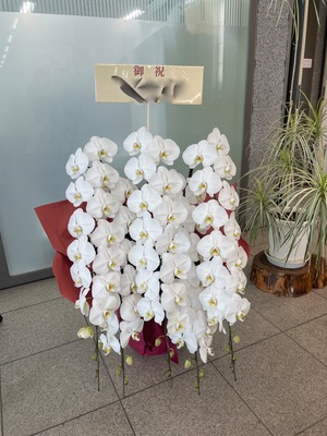 御祝胡蝶蘭(受注商品) XLサイズ