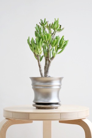 【S】宇宙の木/Crassula ovata Gollum