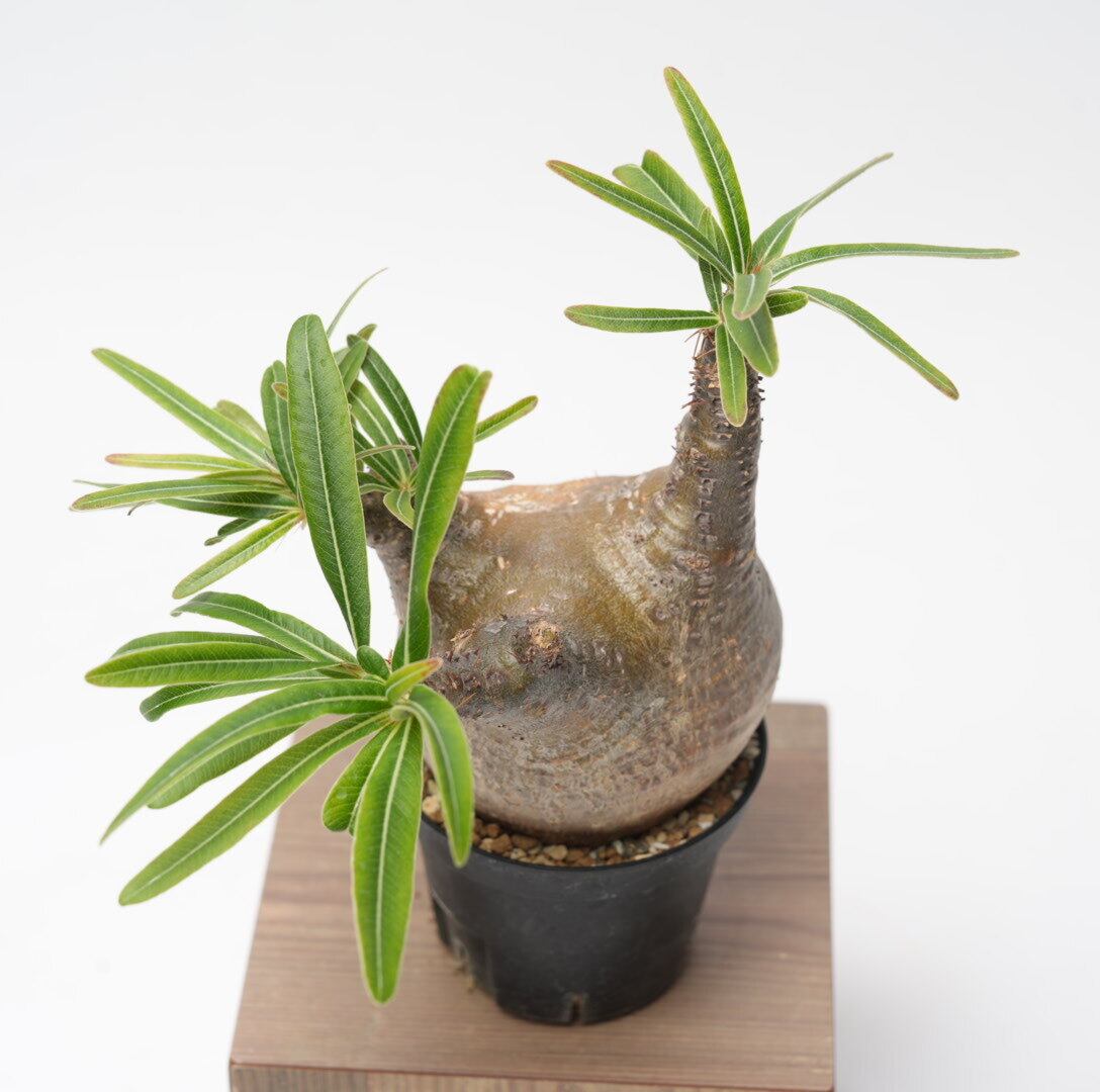 パキポディウム グラキリス no.7〈発根済み〉 | SPECIAL OTHER WORKS