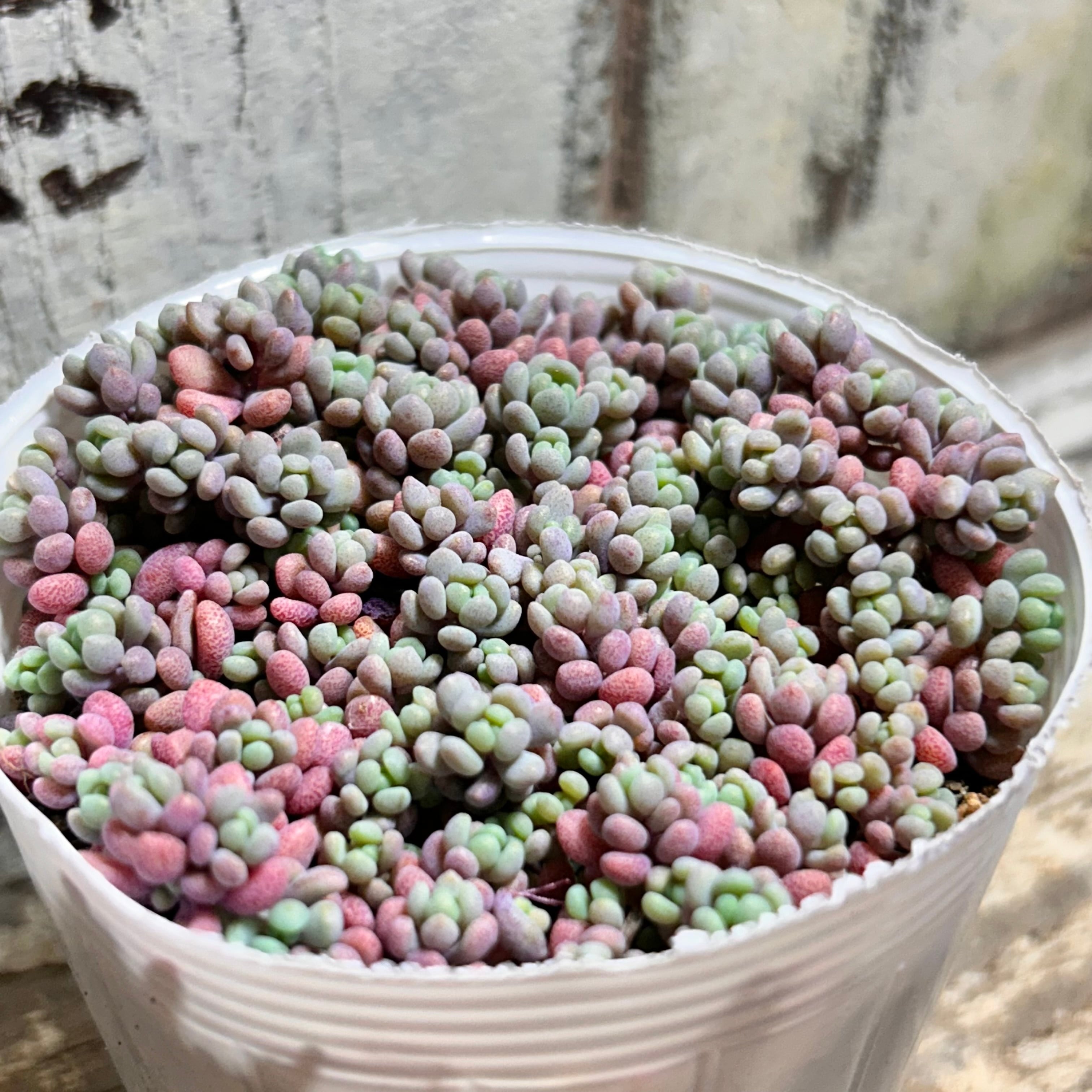 パープルヘイズ ストロベリーカラー | RuPo 多肉植物専門店