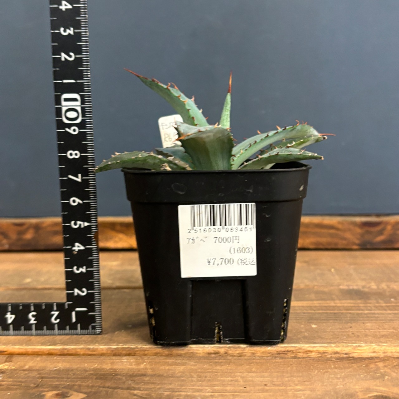 アガベ キシロポット【719】