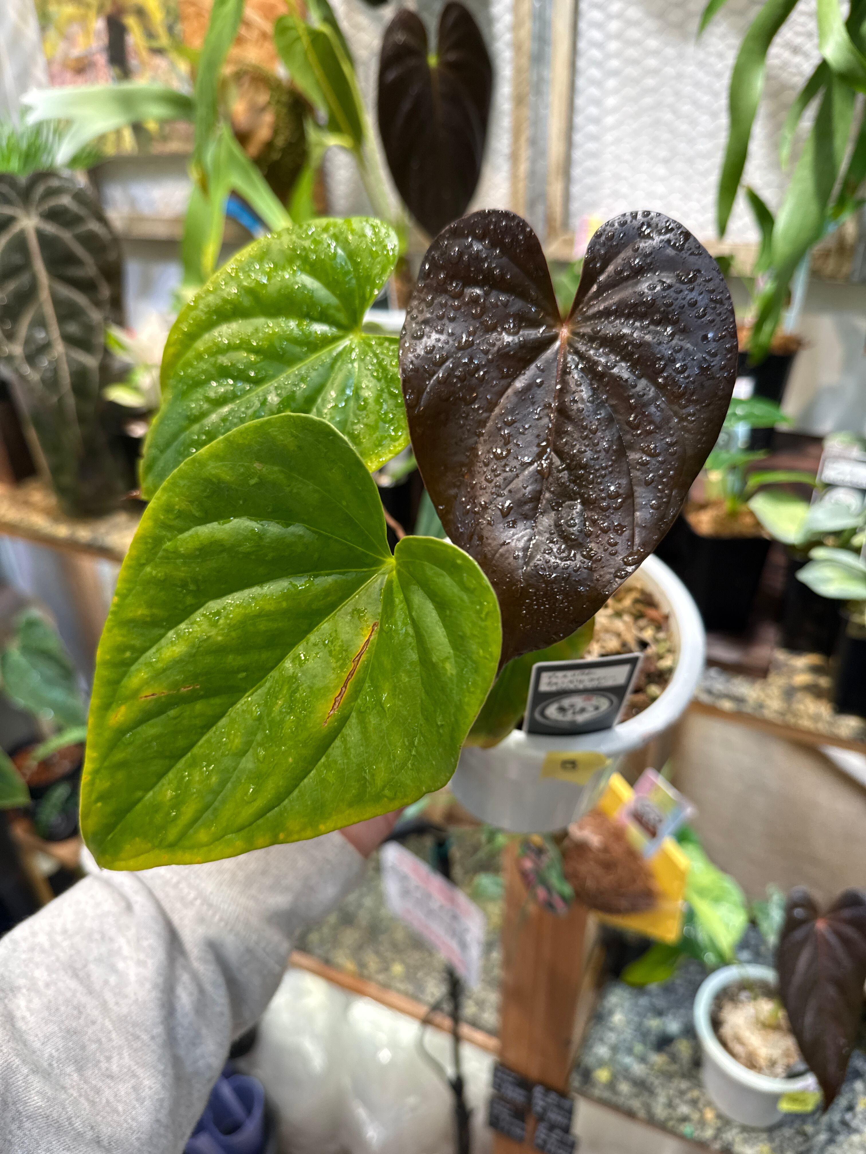 アンスリウム・スパティフィラム類 | Gardenえん 【観葉熱帯植物】