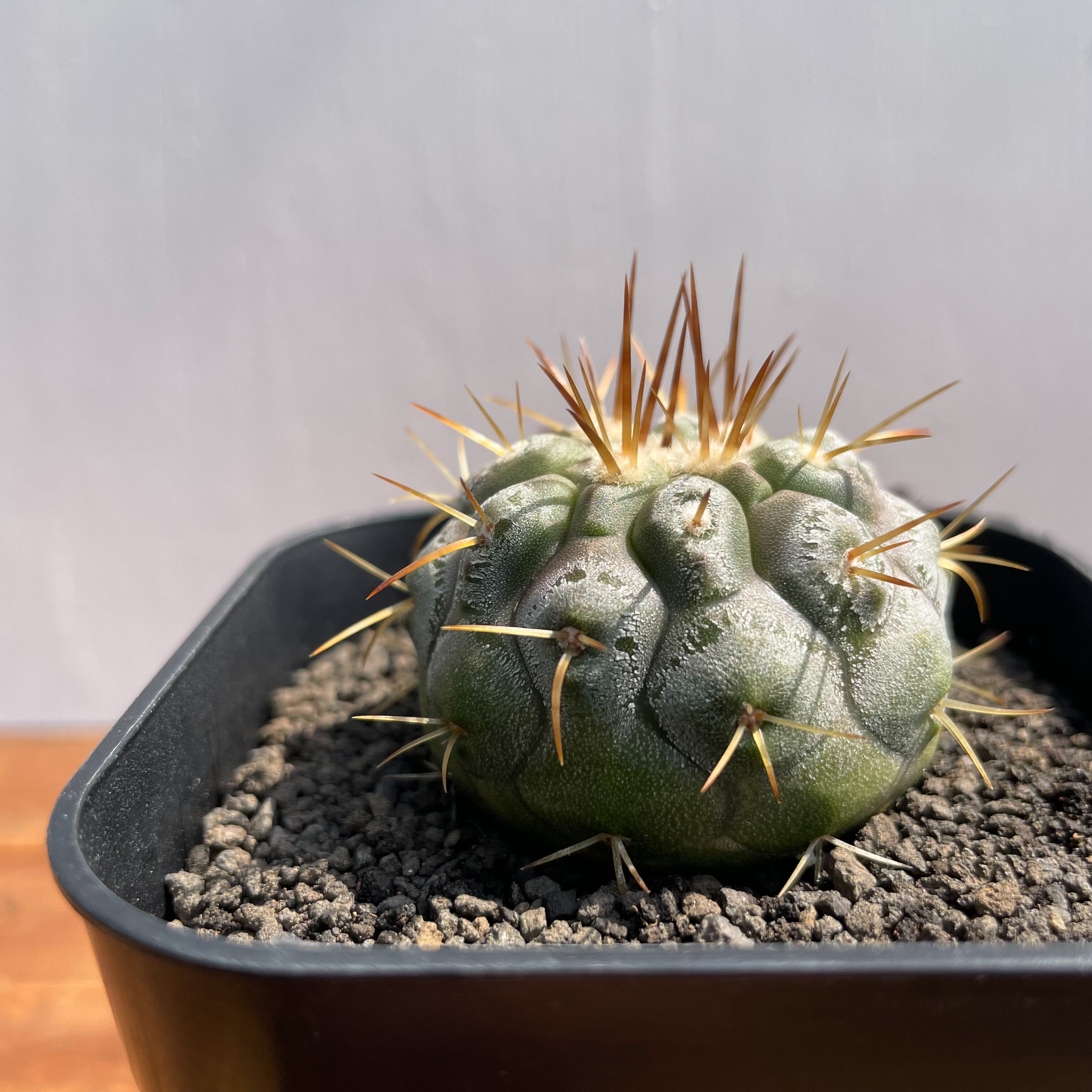 Copiapoa cinerea var. columna-alba【コピアポア・孤竜丸・実生