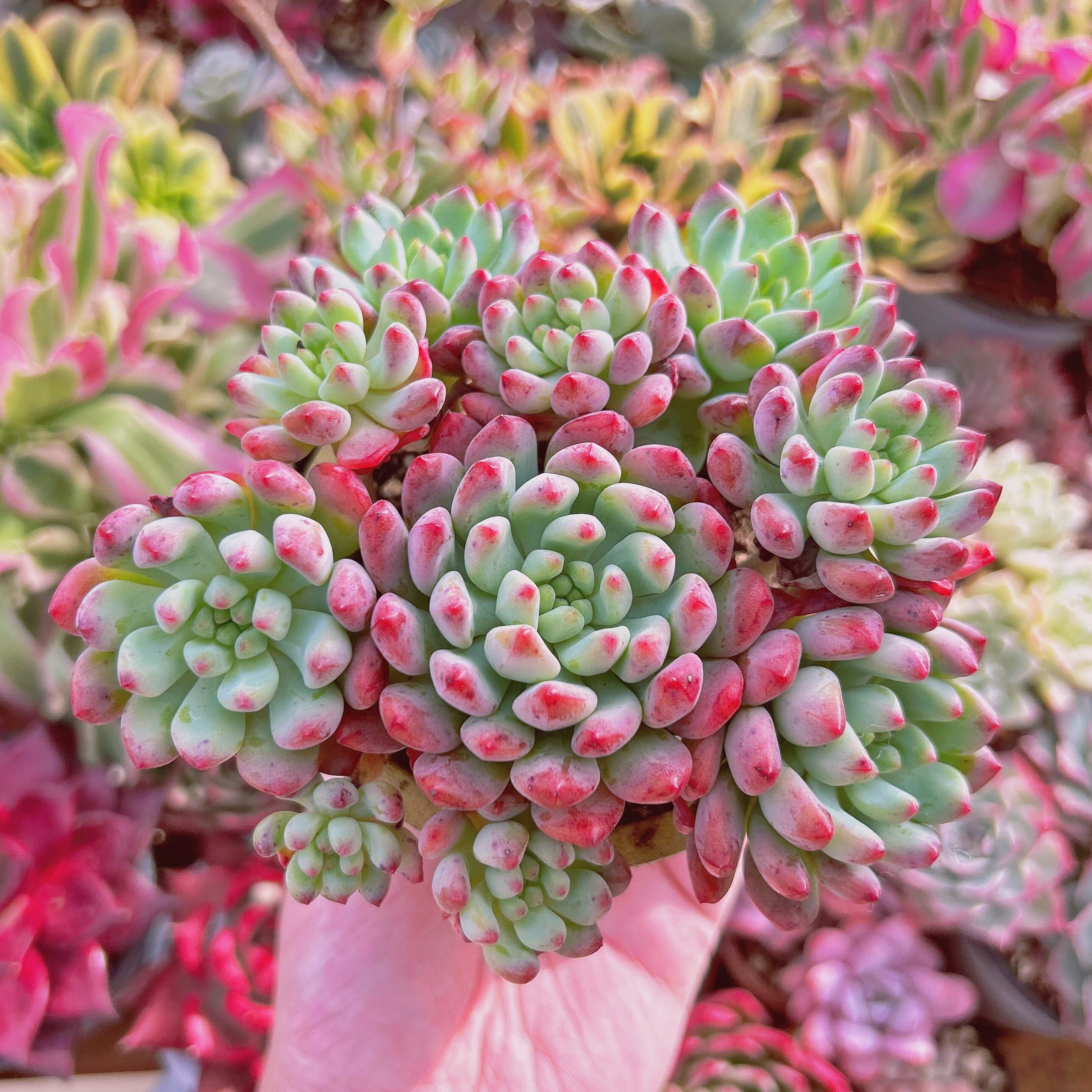 多肉植物 Sedum ブルーエルフ 5頭以上 特大 | るる農園~多肉植物専門