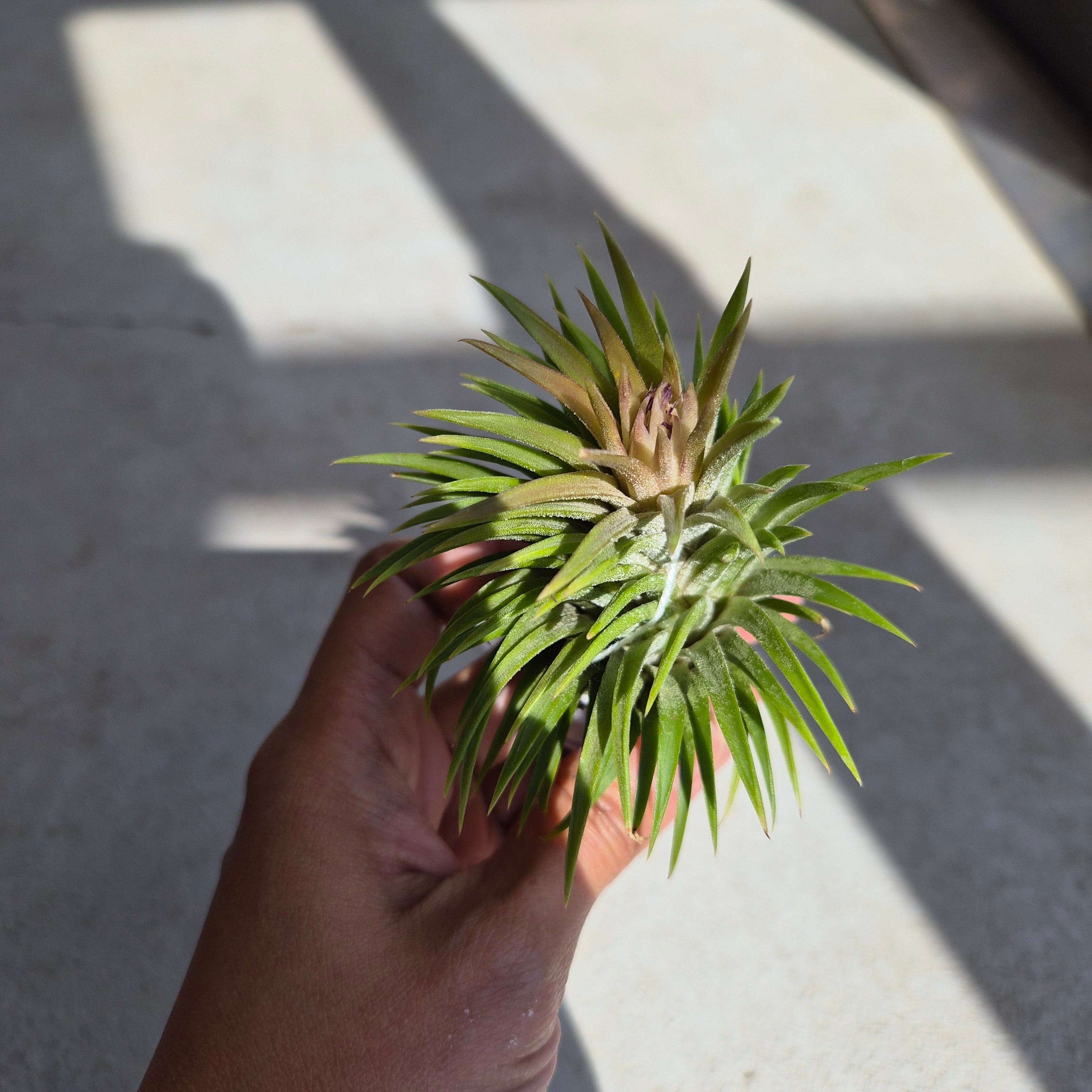 Tillandsia ionantha 'Huamelula' チランジア・イオナンタ・ウアメルラ