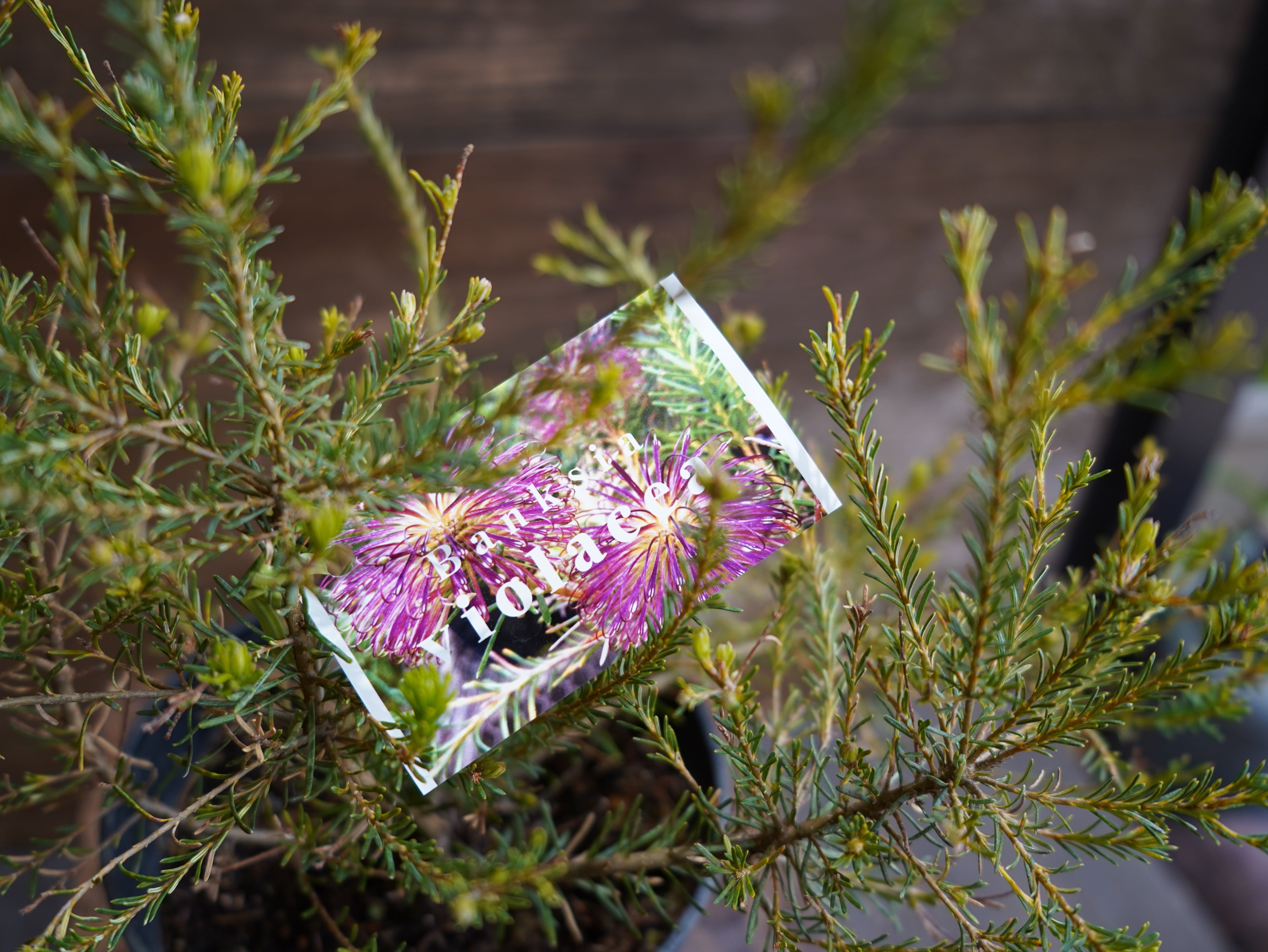 【現物】バンクシア　”ゼオラセア”　