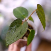 アンスリウム・ミシェル × エースオブスペード / Anthurium 'Michelle'× A. Ace of Spade│観葉植物