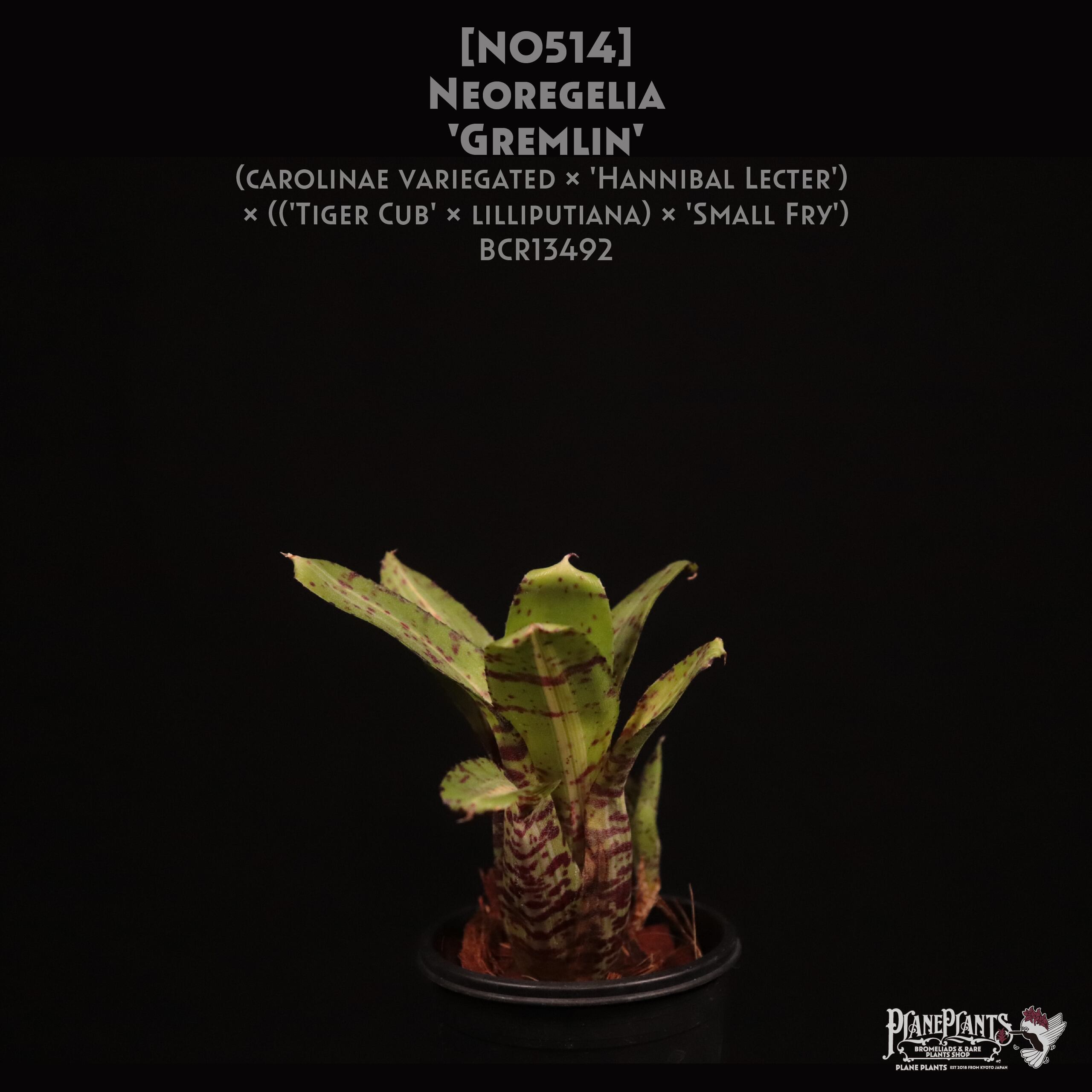 Neoregelia 'Snake Charmer'〔ネオレゲリア〕N0645 Neoregelia 'Snake Charmer'〔ネオレゲリア〕N0645