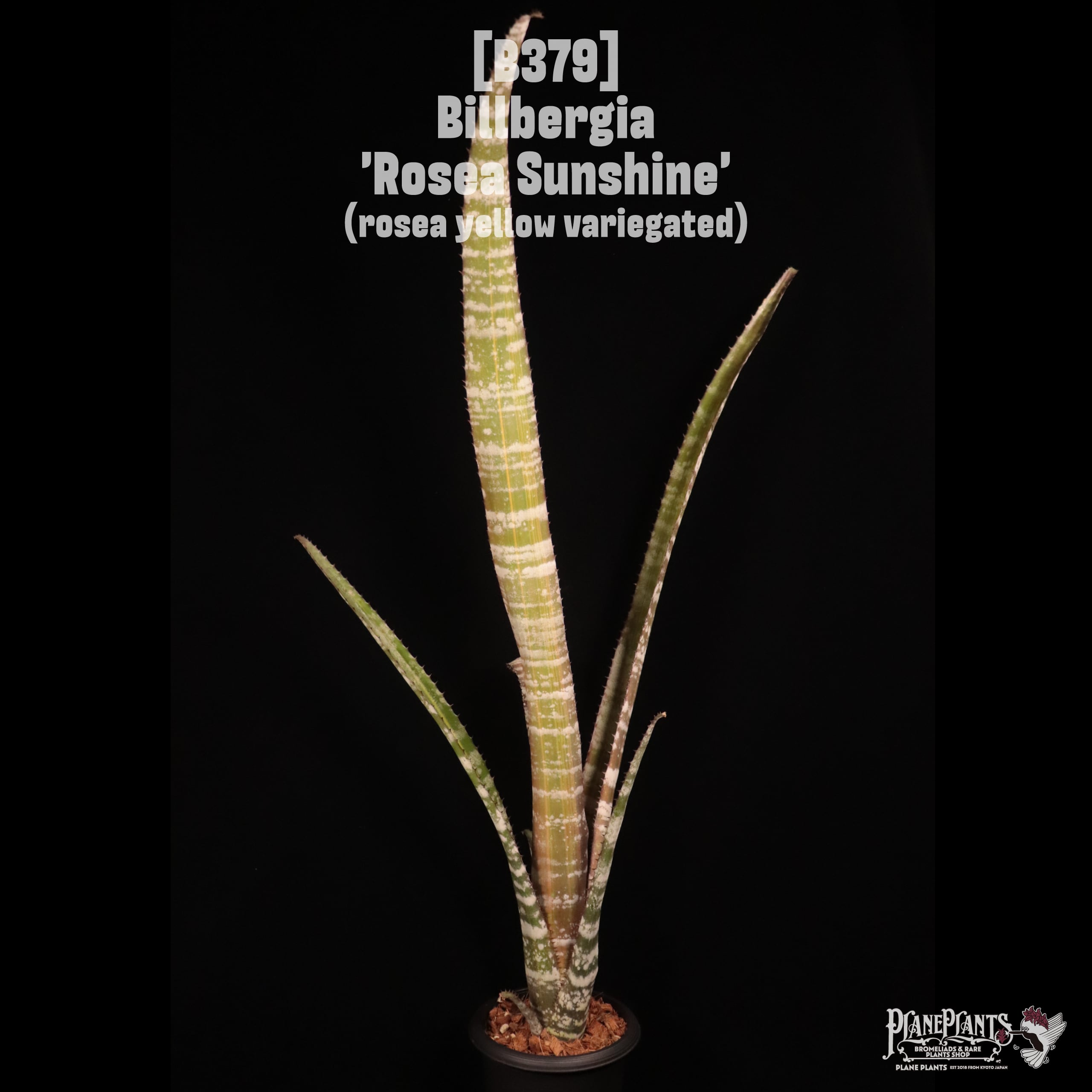 Billbergia 'Rosea Sunshine' (rosea yellow variegated)〔ビルベルギア〕B379