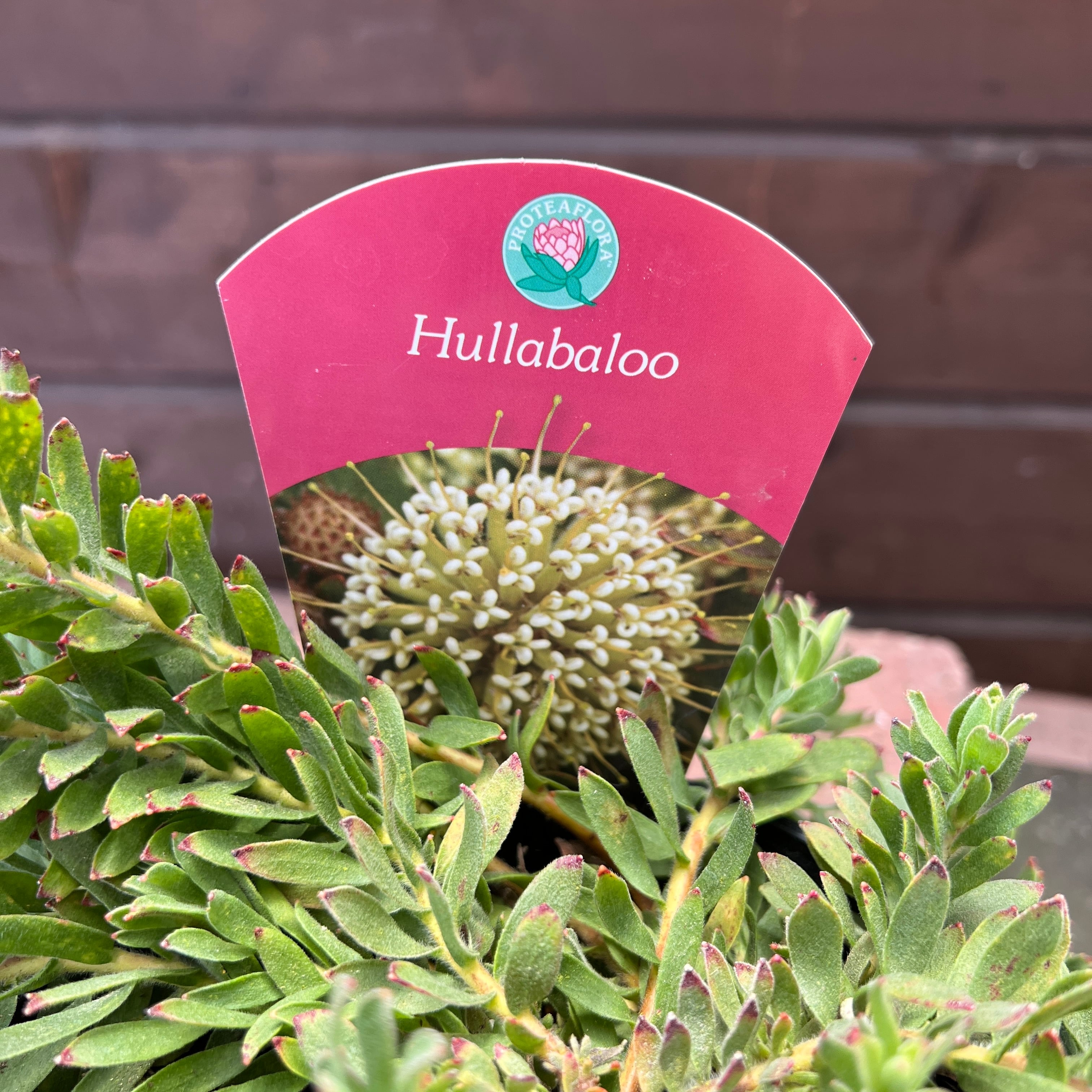 リューコスペルマムHULLABALOO