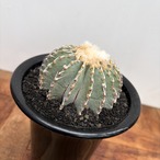 Geohintonia mexicana【ゲオヒントニア・メキシカーナ】