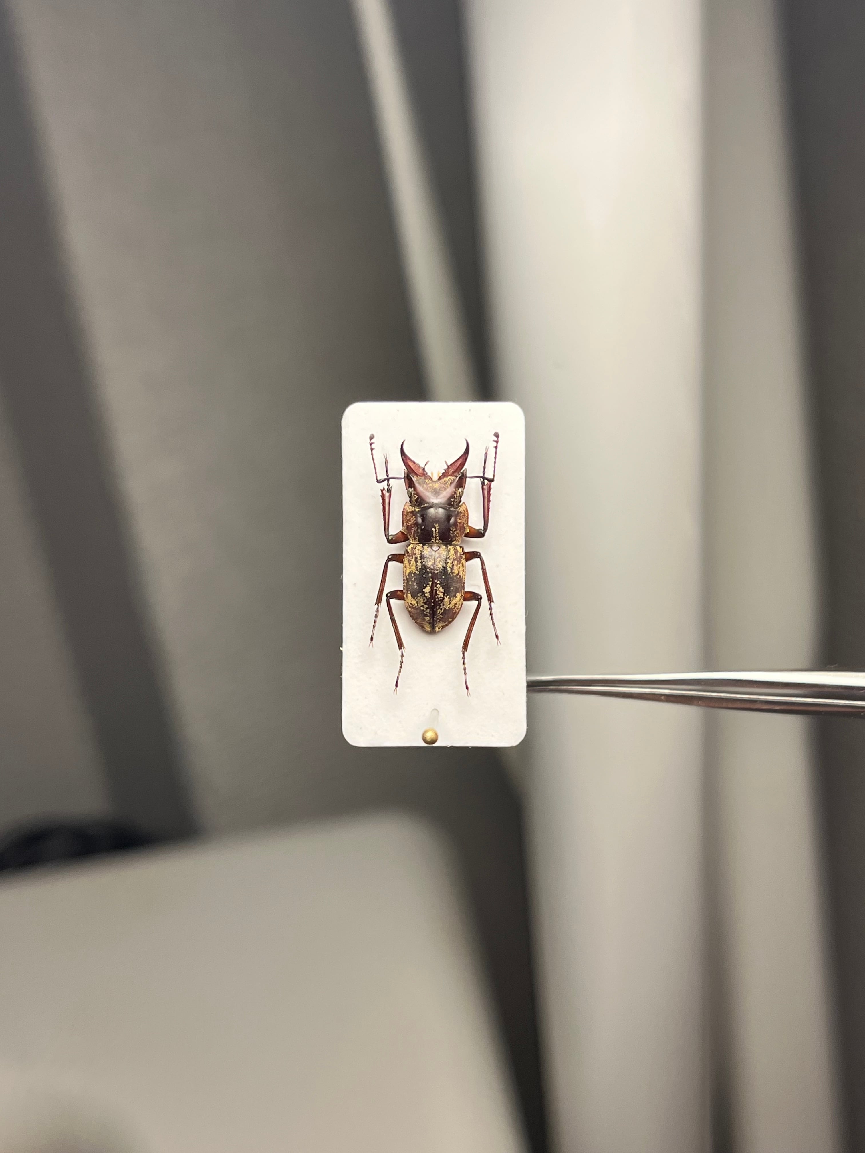 12mm】エンマクワガタの一種 標本Auxicerus インカクワガタ チュウ