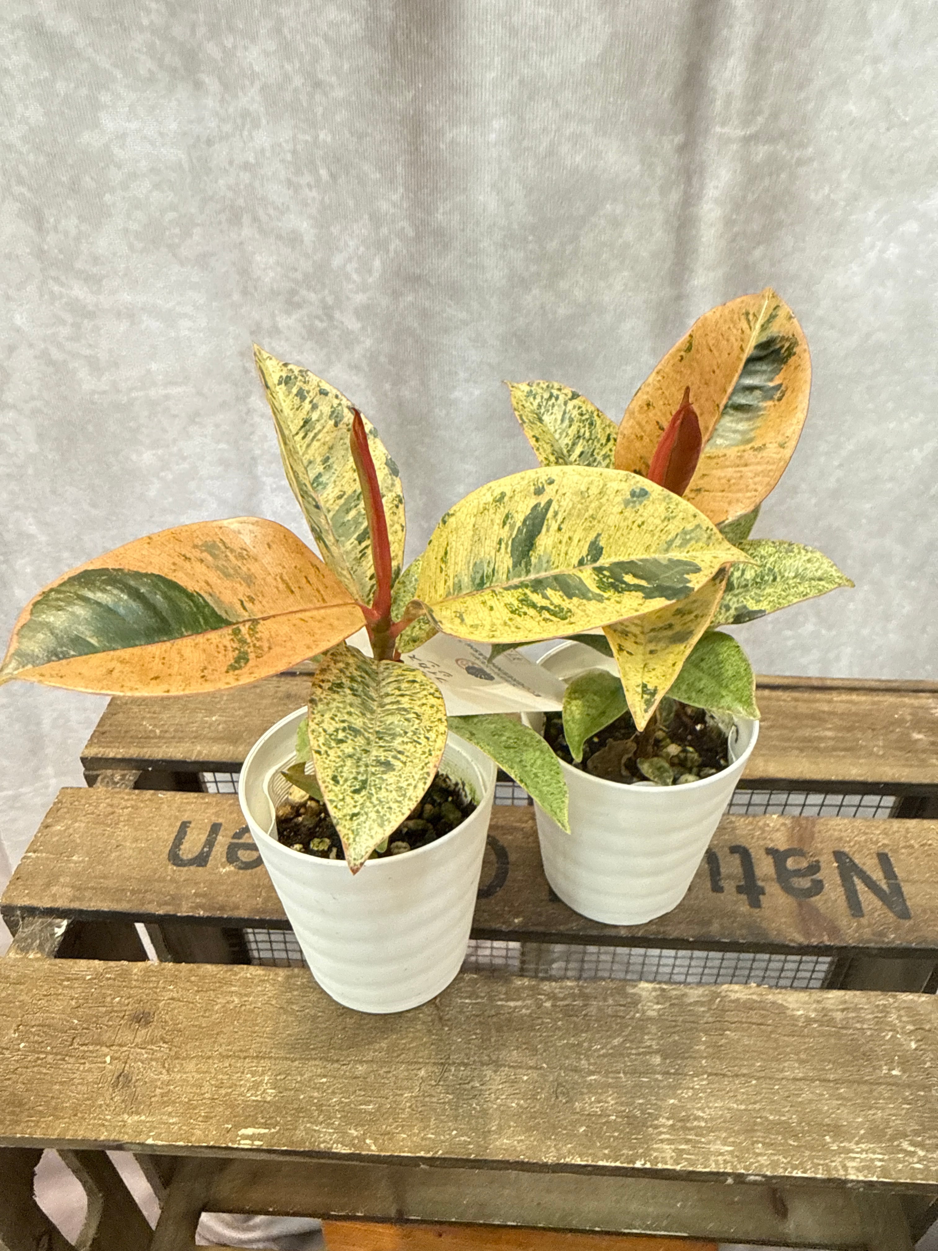 フィカス ジン (ミニマムサイズ) | Gardenえん 【観葉熱帯植物】