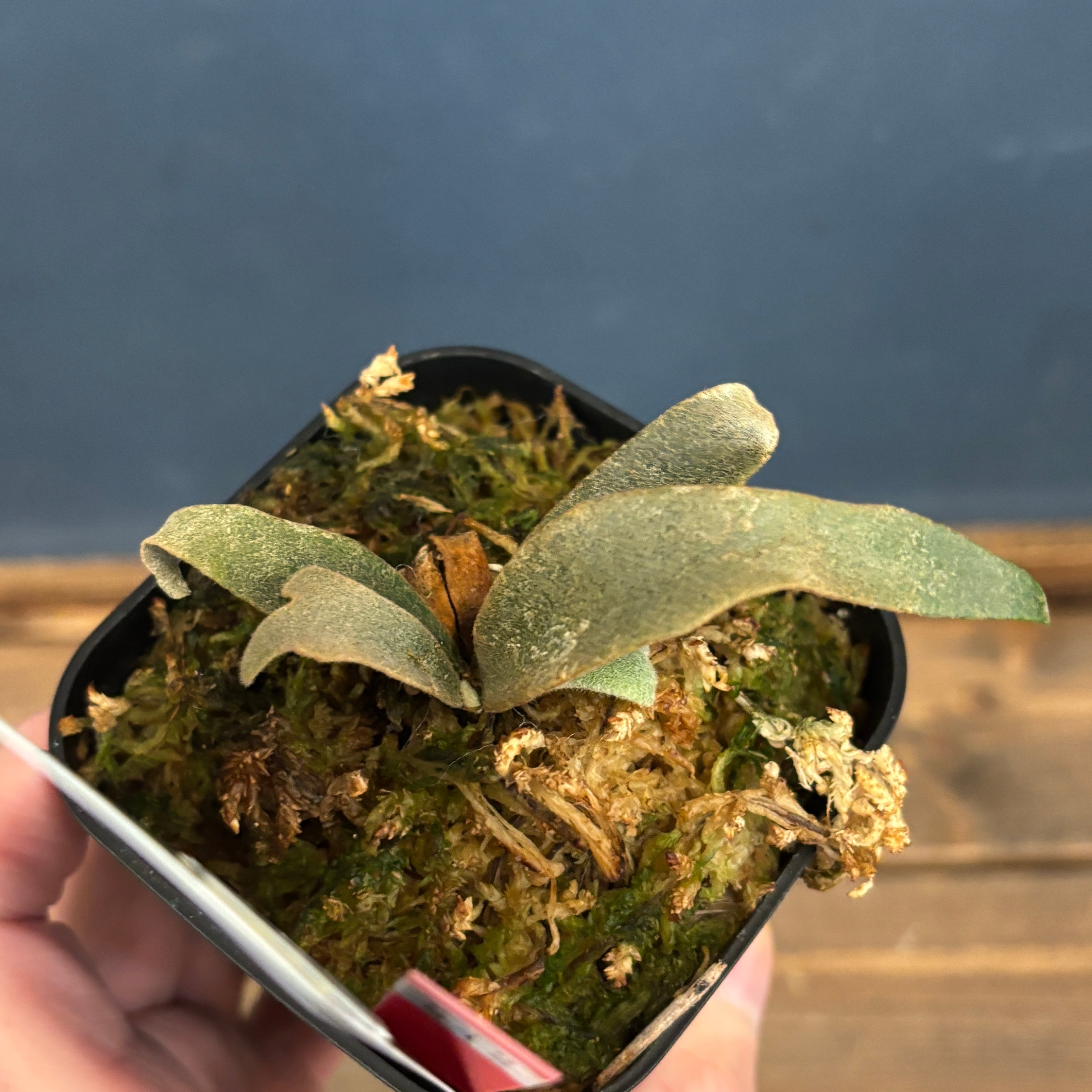 クリアランス】ビカクシダ ジェニー P. willinckii 'Jenny'【542