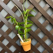 洋ラン　デンドロビウム　Den.anosmum coerulea x Sib【980】