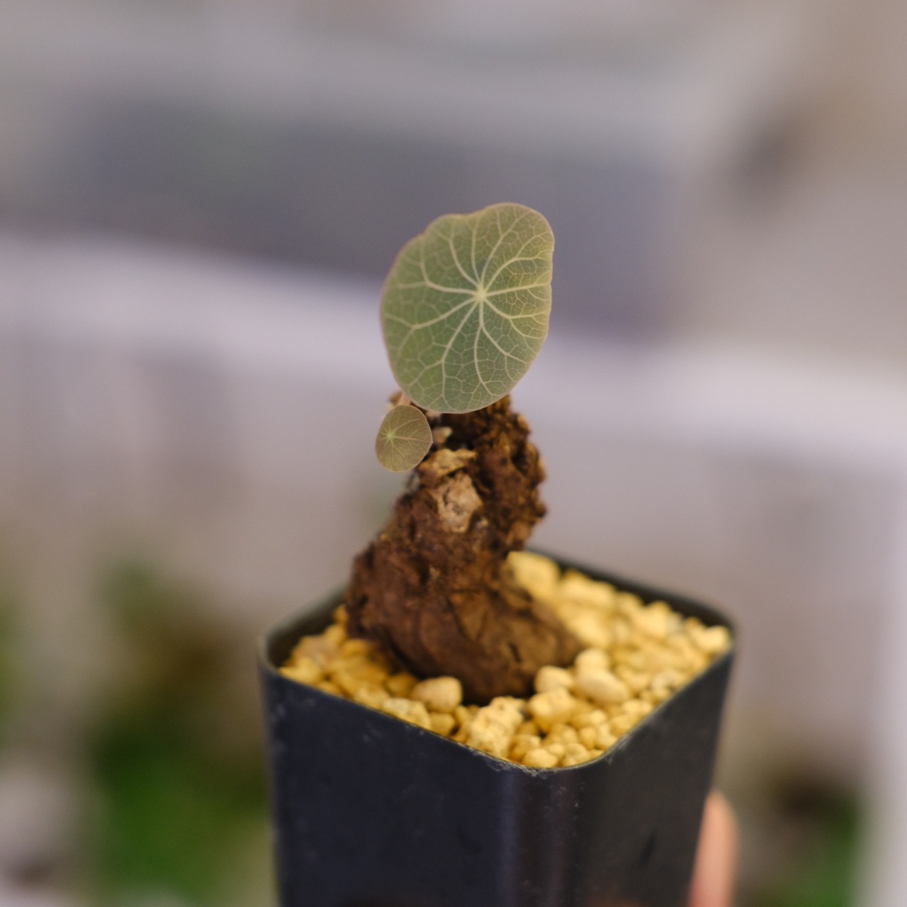 Stephania kaweesakii / ステファニア カウィーサキ㊼/ 観葉植物