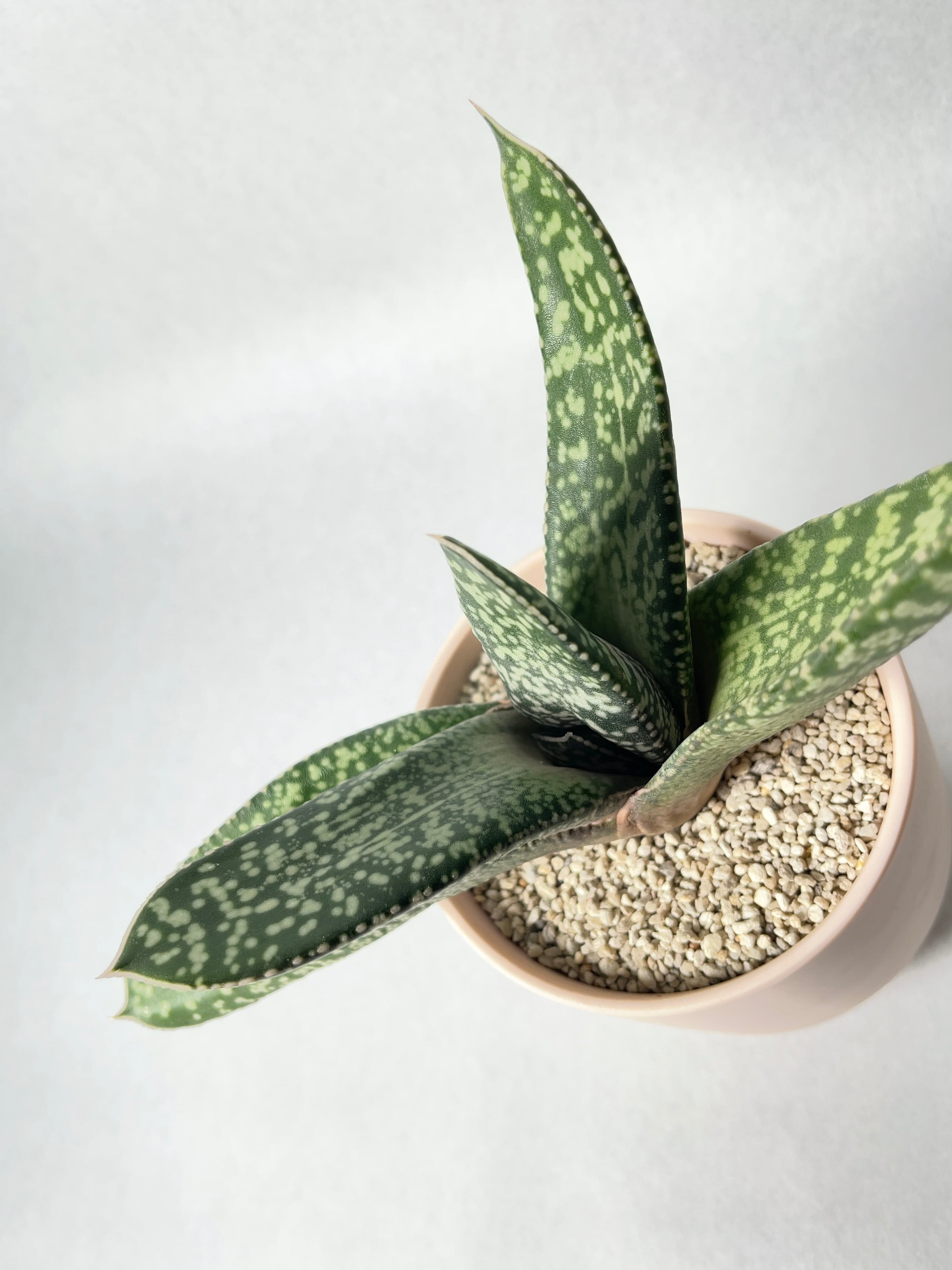 ガステリア・エクセルサhyb. | trigger