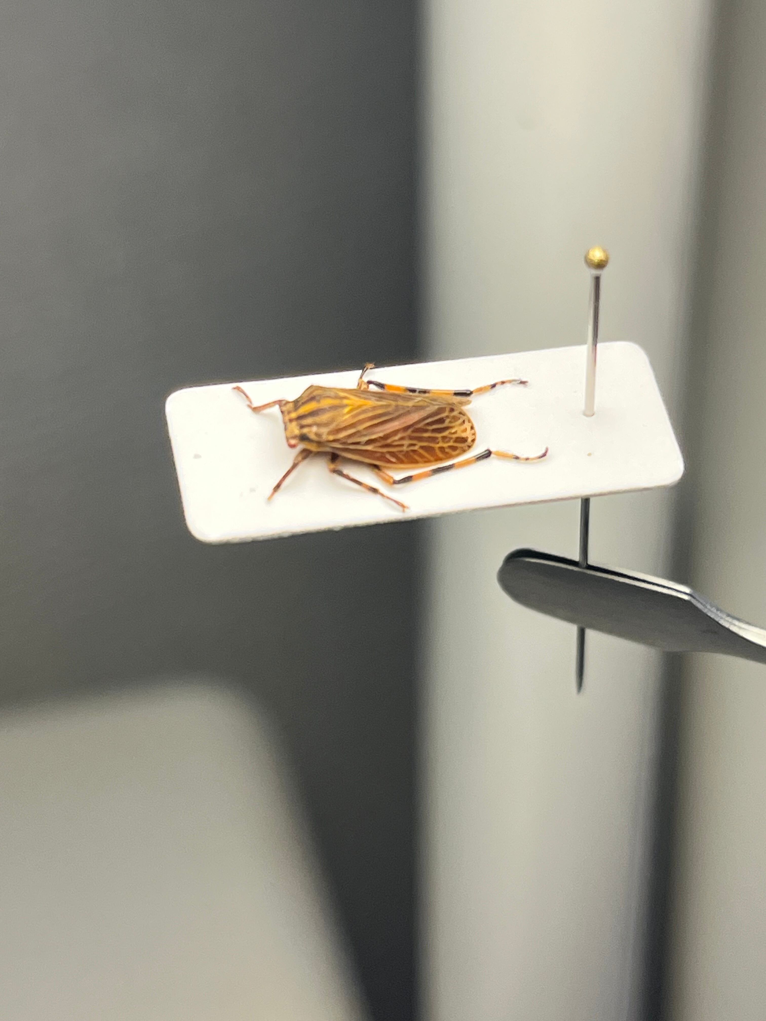 8mm】ペルーのツノゼミの一種 標本 ヨコバエAethalion reticulatum