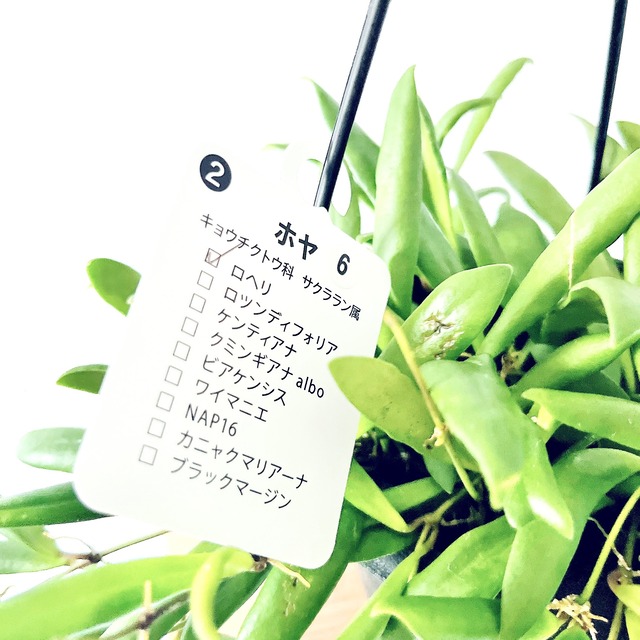 流れるような曲線美。Green Bellさんのホヤ・ロヘリ 4号鉢