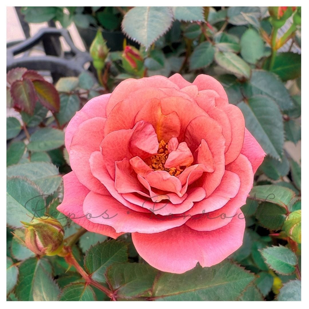 ミニバラ：テディベア（3-3.5号）芳香性 四季咲き ミニバラ苗 薔薇
