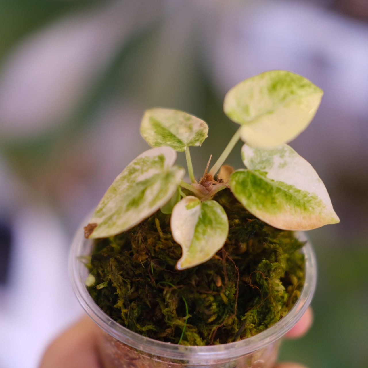 Anthurium forgetii “Australia version” × Anthurium carlablackiae②|アンスリウム|観葉植物