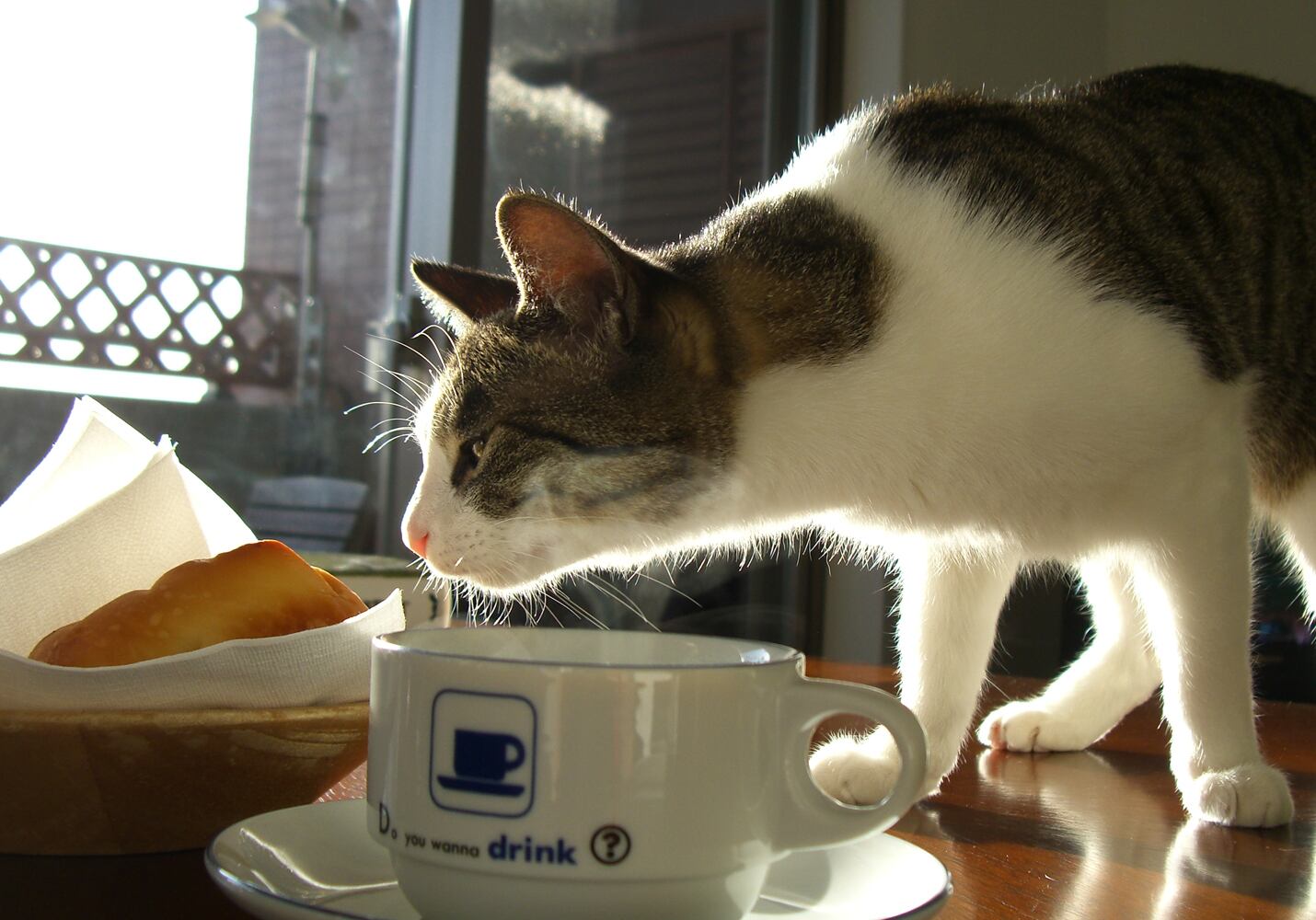 猫 ポストカード The Cat who....モーニングショット 10x14.8センチ(cm)官製はがきサイズ 猫写真 はがき ねこ葉書 ネコハガキ Postcard アイとちび ジェリー