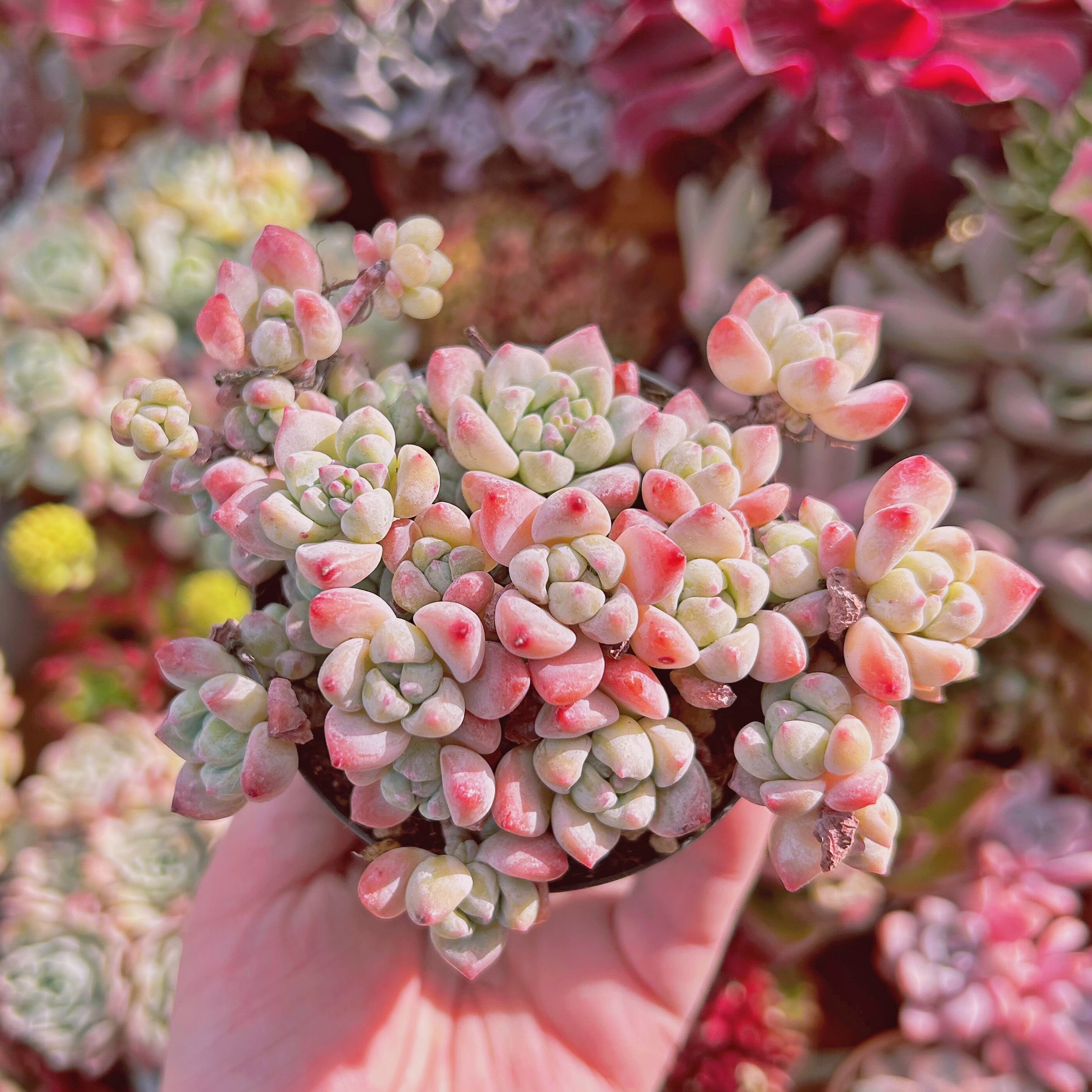 #814多肉植物　香姫　特大群生