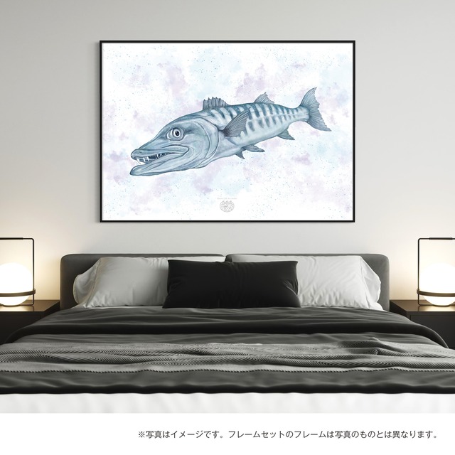 【海のいきものアートポスター／魚】バラクーダ