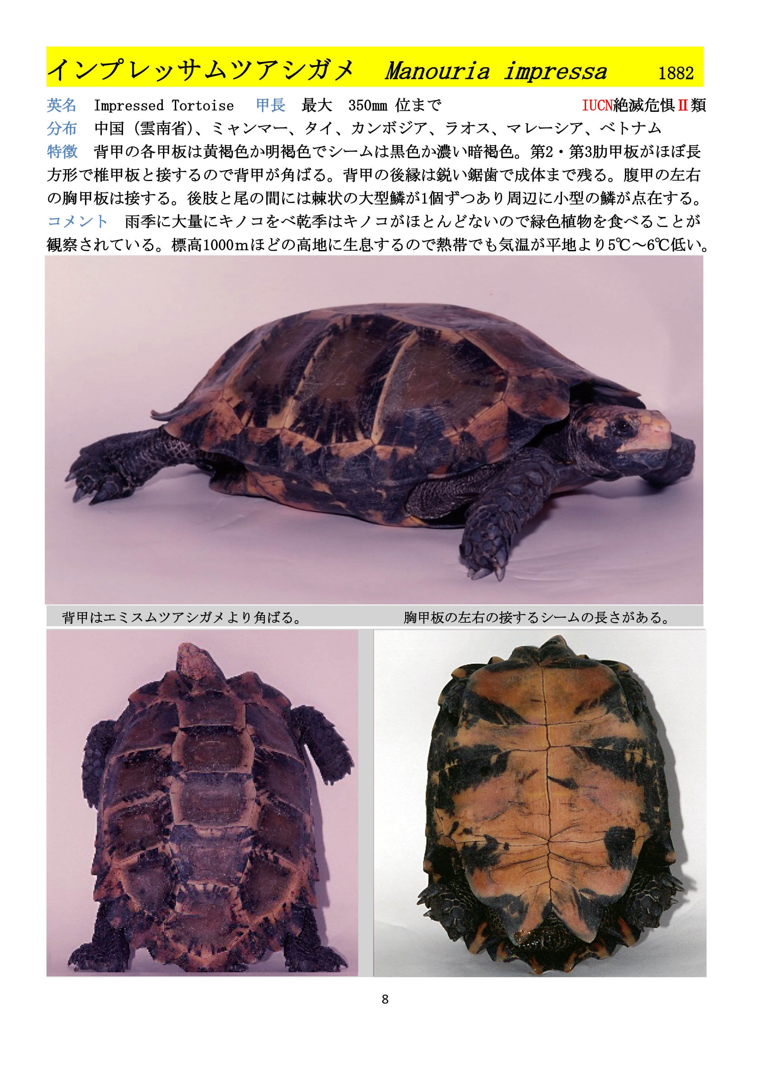 世界のカメ 潜頸亜目 Ⅰ リクガメ科 | megaamazonia