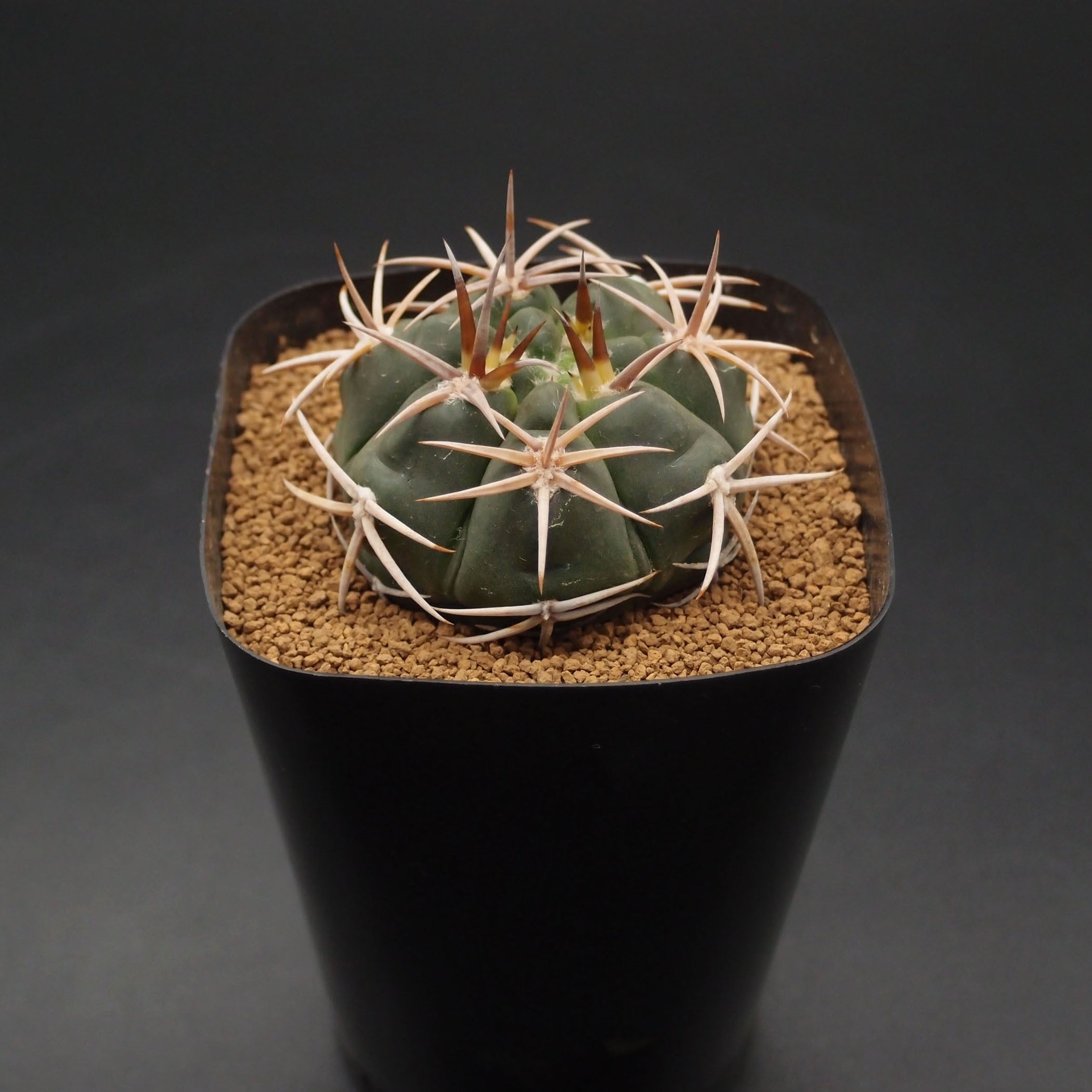 フェロシオール　実生　サボテン サボテン 実生 フェロシオール サボテン 多肉植物 （22#） フェロ