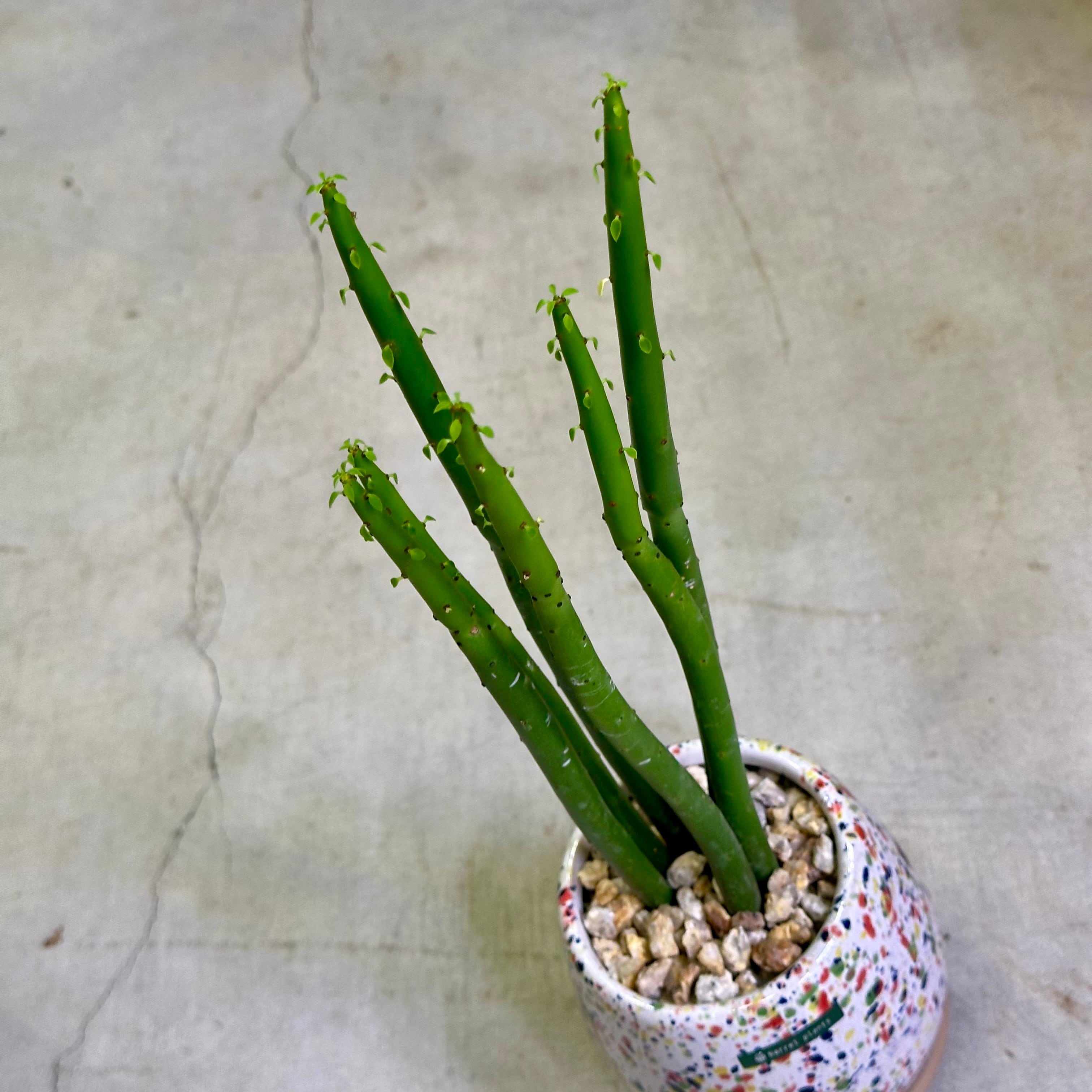ユーフォルビア・オンコクラータ | barrelplants_BONSAI
