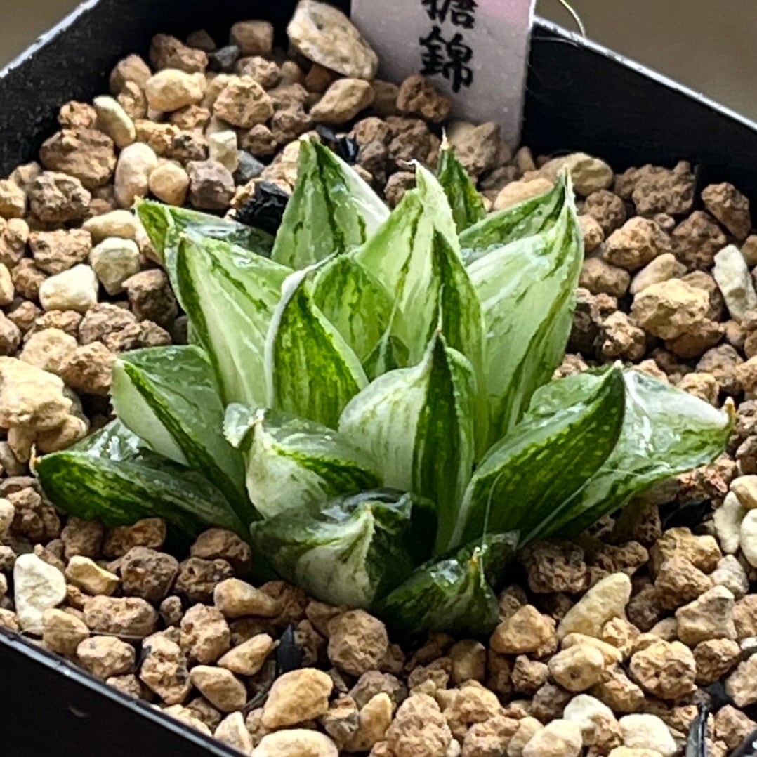 ハオルチア 三仙寿錦 ハオルチア 三仙寿錦 | mocono_plants