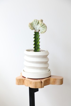【S】ユーフォルビア マハラジャ 接ぎ木/Euphorbia lactea　※陶器鉢付き