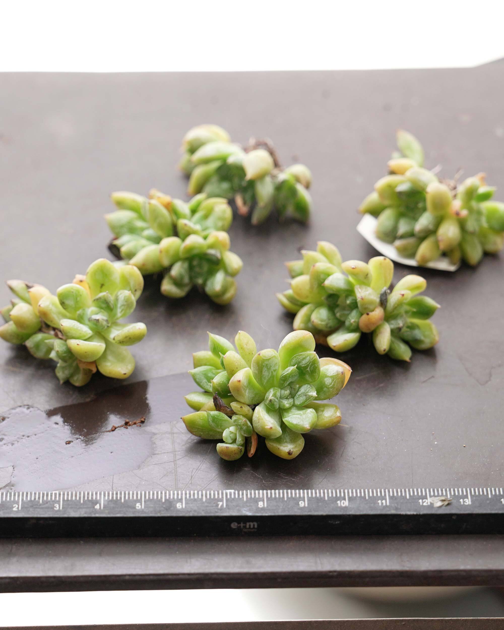 多肉　エルサ　③　抜き苗 抜き苗 エルサ Echeveria 'Elsa' | PUKUBOOK SUCCULENTS