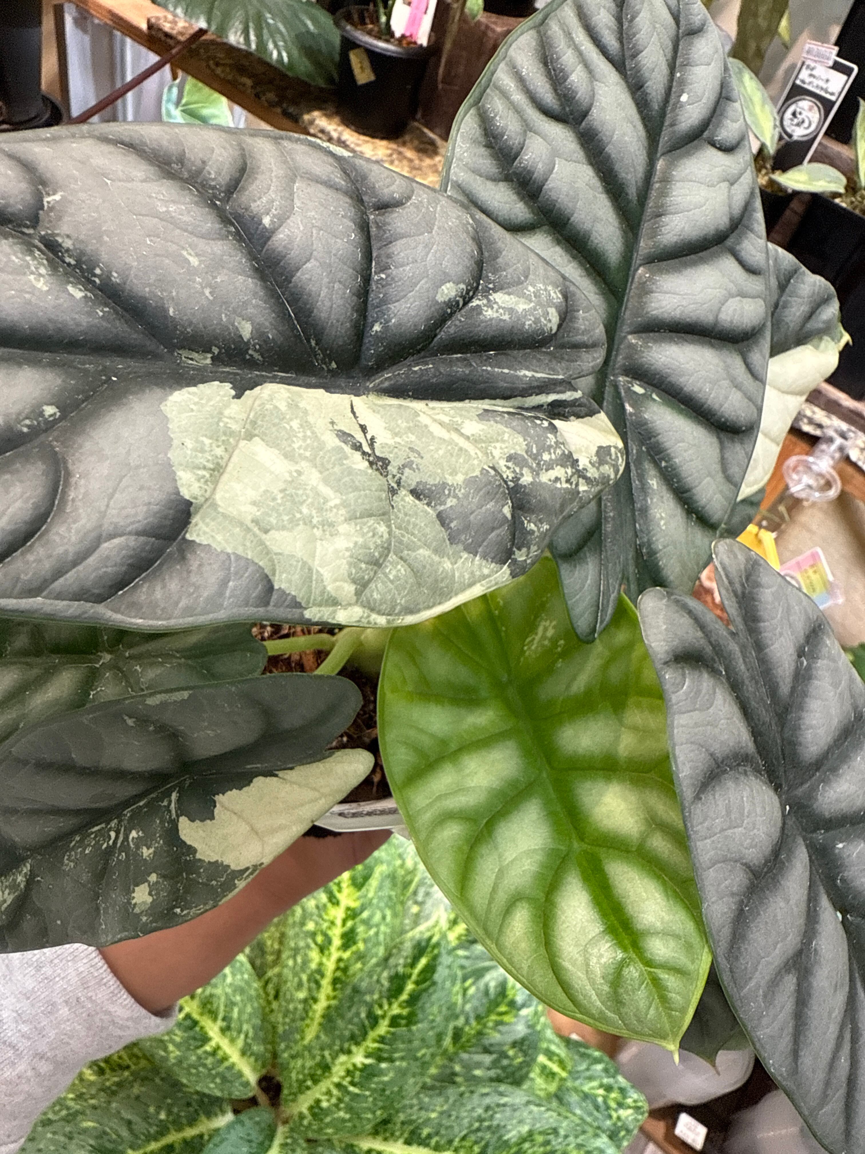 アロカシア シルバードラゴン アルボ 斑入り | Gardenえん 【観葉熱帯