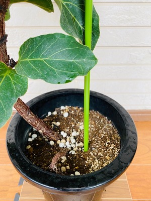 観葉植物　フィカス・バンビーノ　曲り　8号